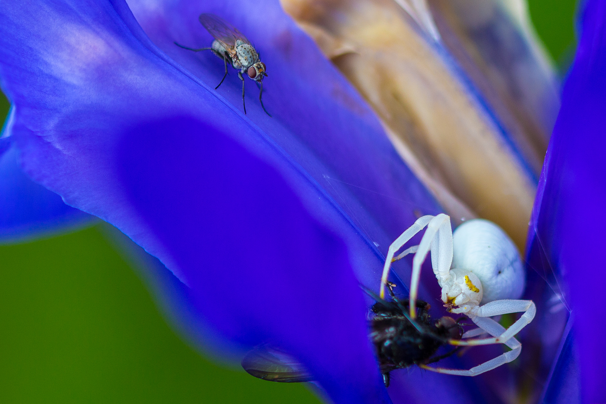 Canon EOS 650D (EOS Rebel T4i / EOS Kiss X6i) + Canon EF 100mm F2.8L Macro IS USM sample photo. Spider photography