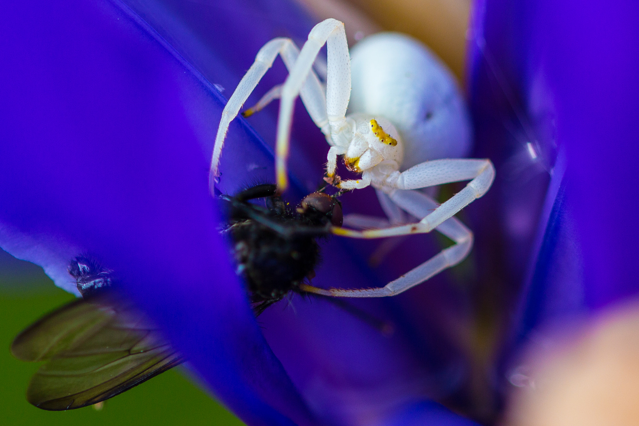 Canon EOS 650D (EOS Rebel T4i / EOS Kiss X6i) + Canon EF 100mm F2.8L Macro IS USM sample photo. Spider photography