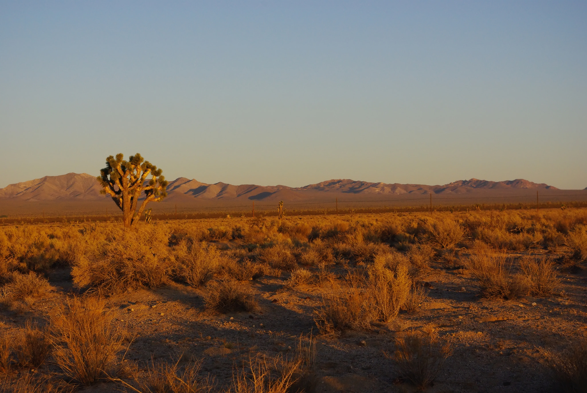 Pentax K-m (K2000) sample photo. Joshua tree photography