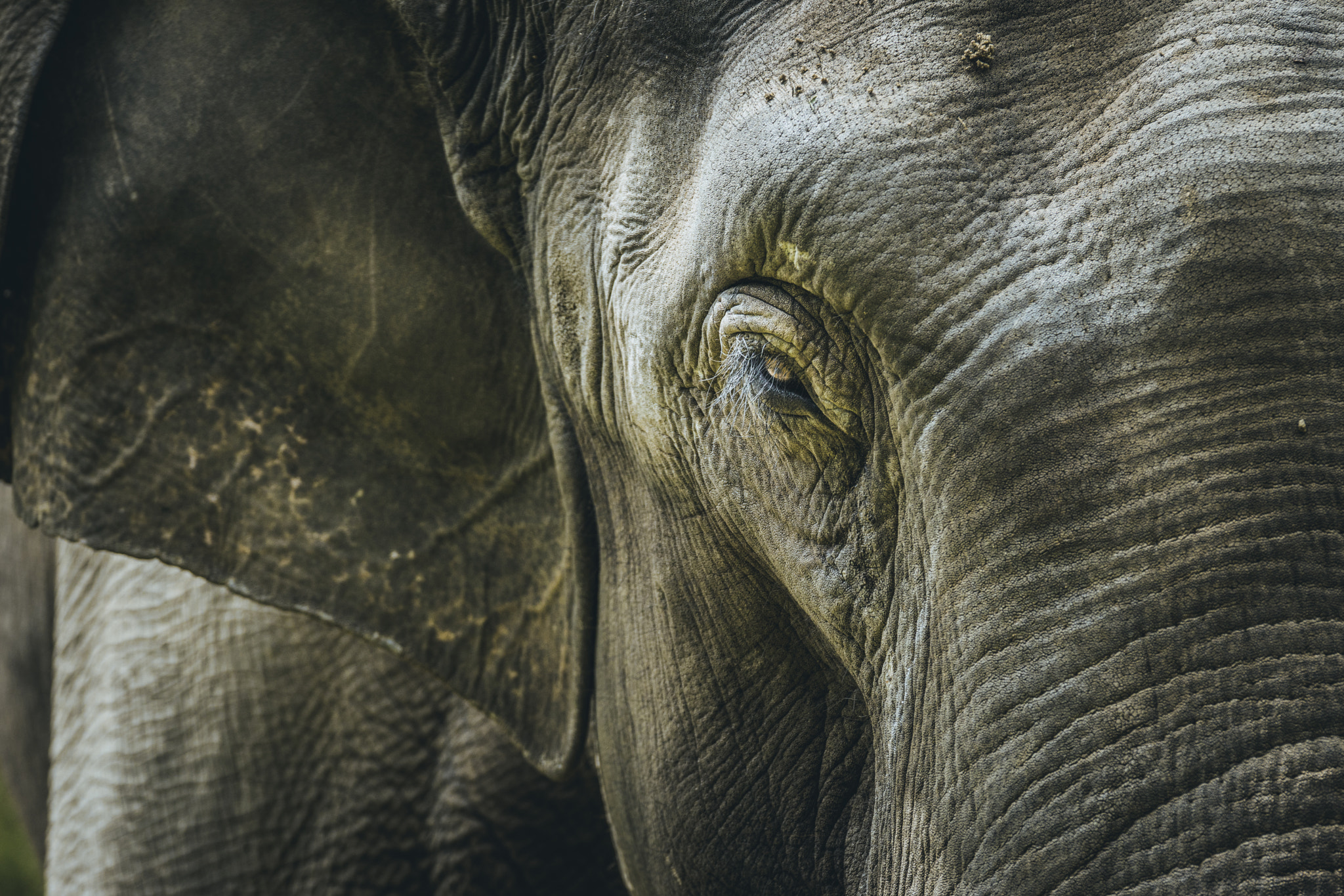 Sony 70-300mm F4.5-5.6 G SSM sample photo. Elephant  photography
