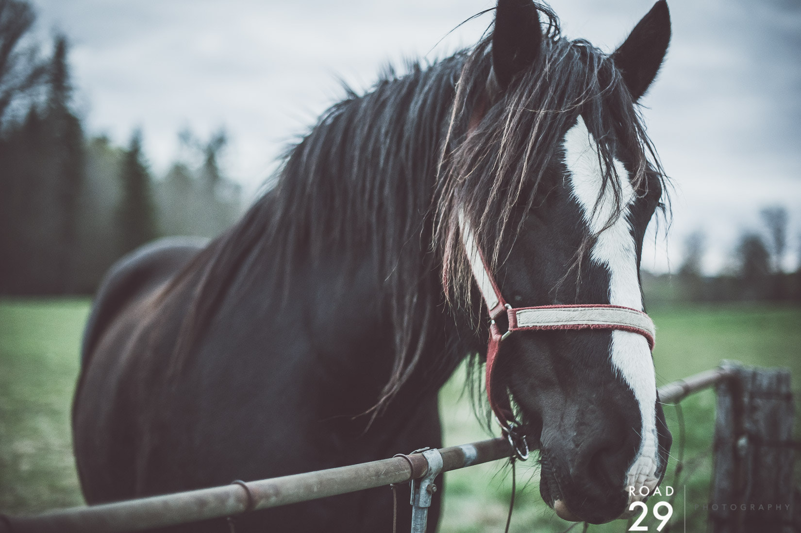 Nikon D3S + Nikon AF-S Nikkor 50mm F1.4G sample photo. Black beauty photography