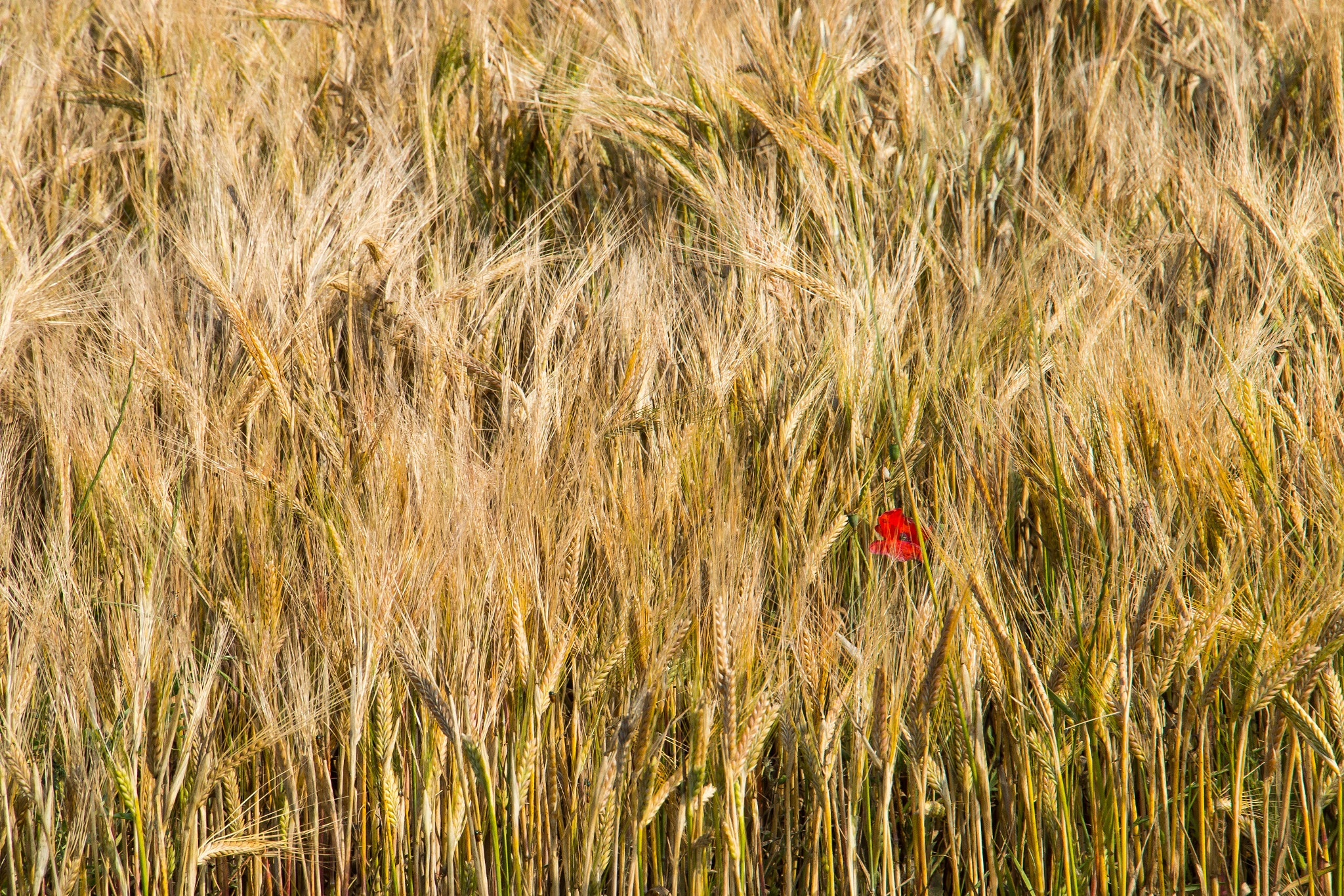 Canon EF-S 18-135mm F3.5-5.6 IS STM sample photo. Harvest photography