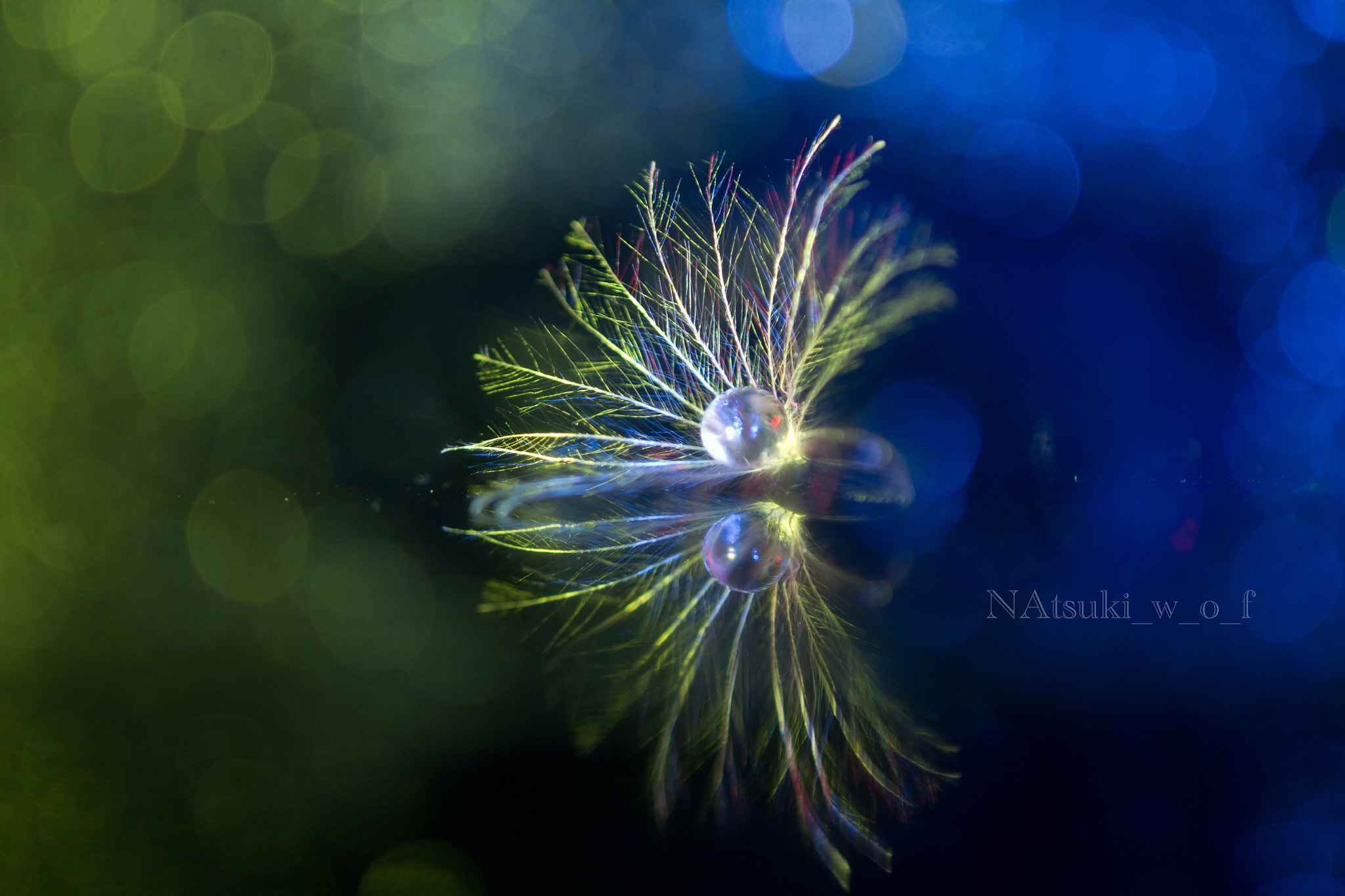 Tamron SP AF 180mm F3.5 Di LD (IF) Macro sample photo. Fantasy photography