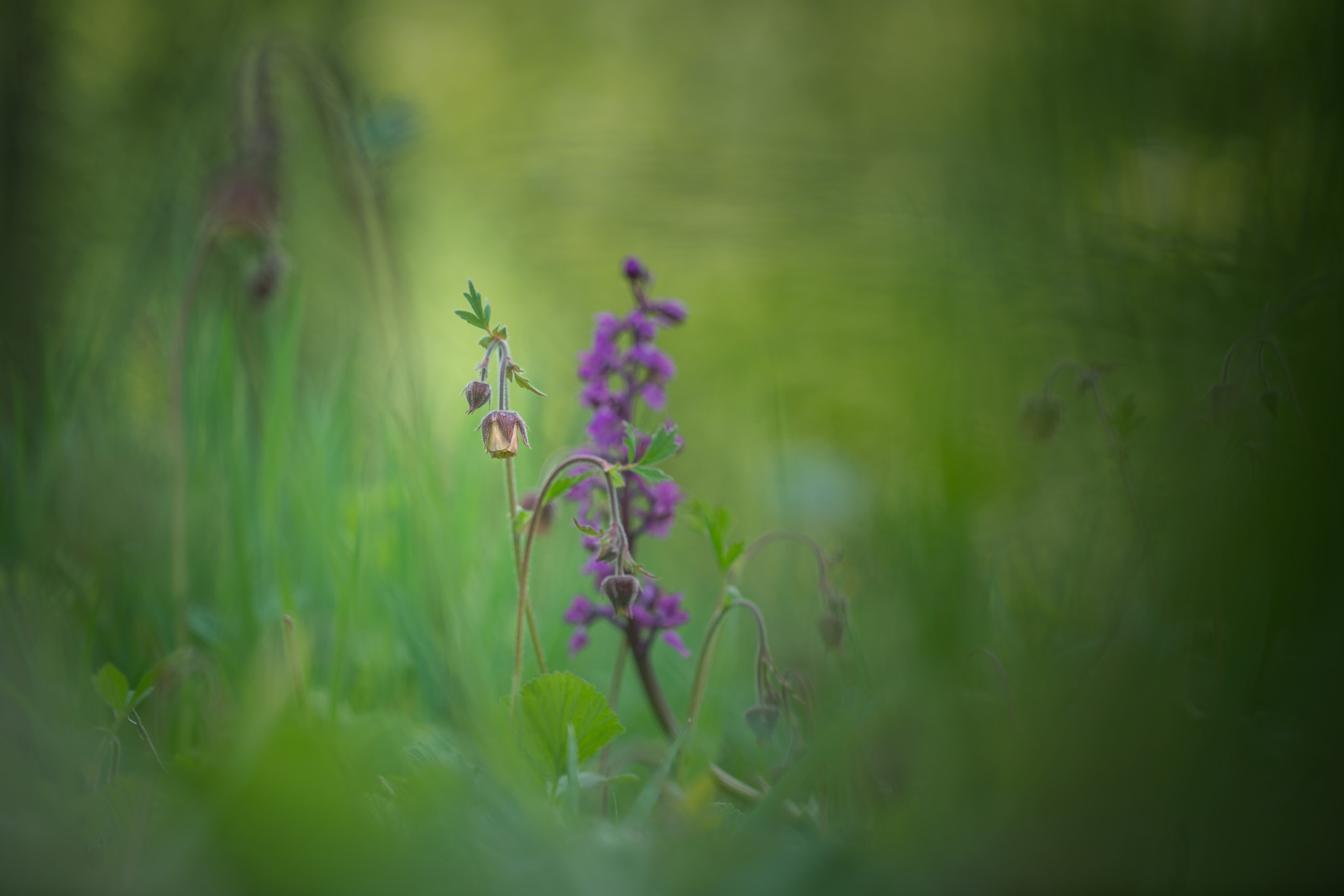 Sony a7R II + Canon EF 100mm F2.8L Macro IS USM sample photo. Water avens with early purple orchid photography