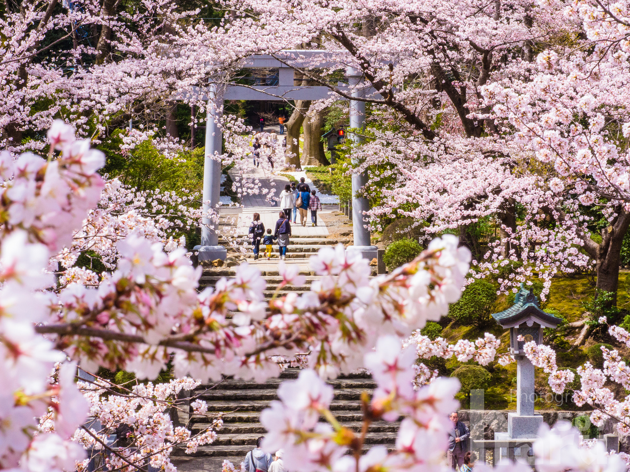 Panasonic Lumix DMC-GH3 sample photo. Sakura gate photography