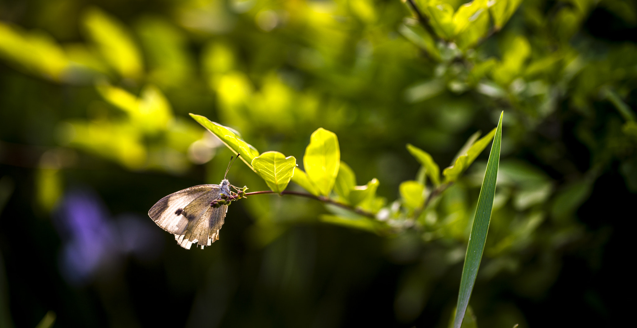 Sony a7R II + Canon EF 100mm F2.8L Macro IS USM sample photo. 蝶 photography