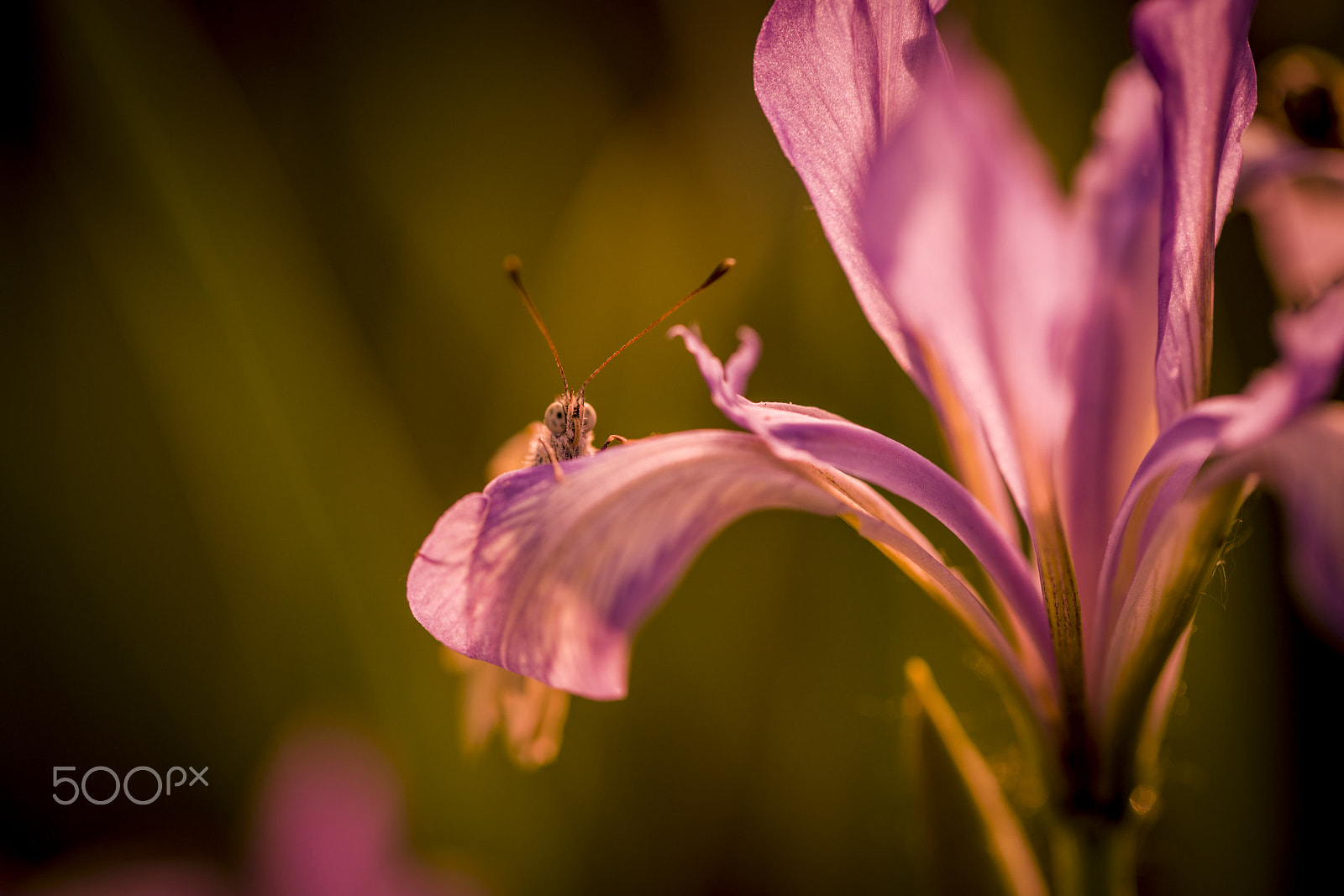 Sony a7R II + Canon EF 100mm F2.8L Macro IS USM sample photo. 马兰花 photography