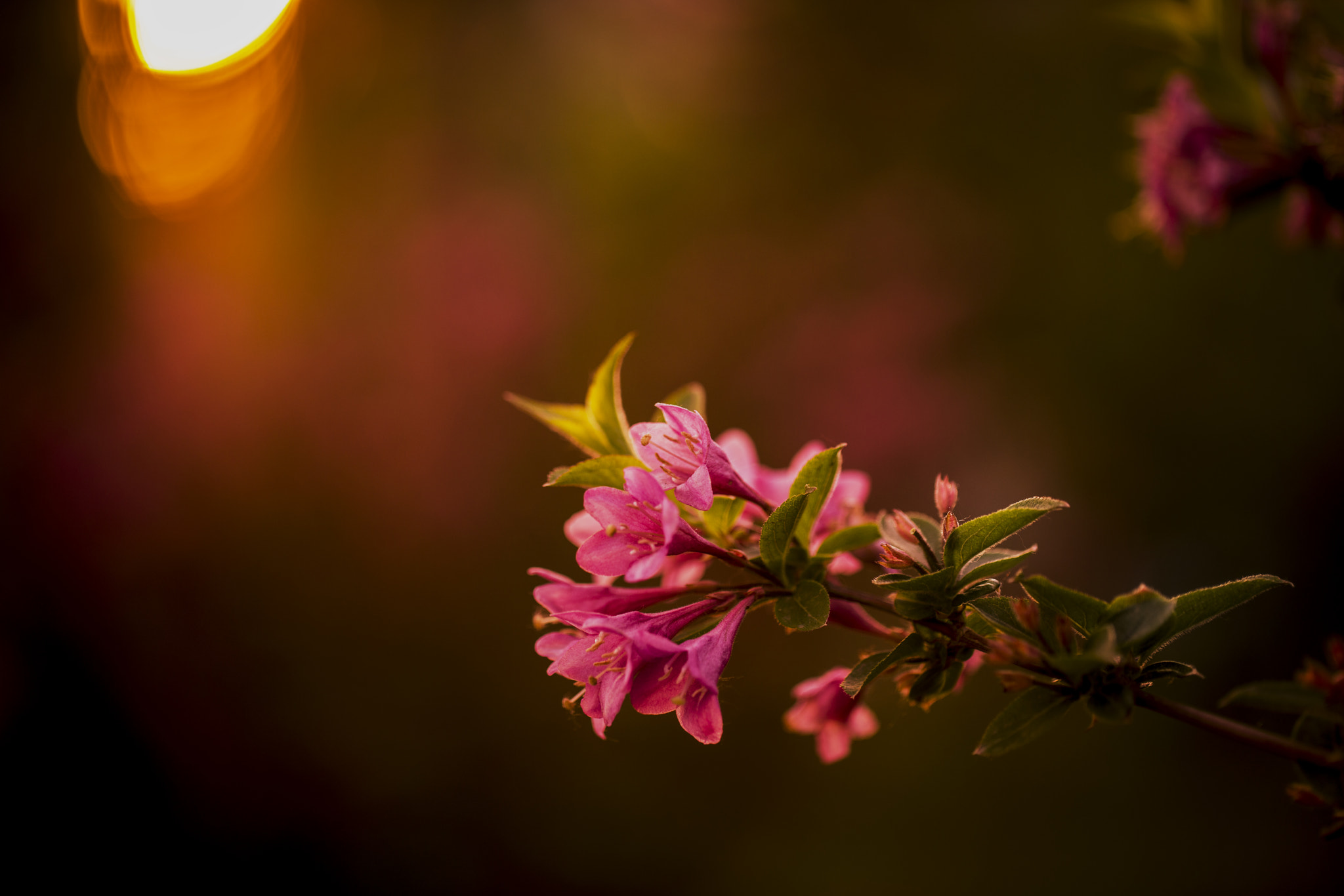 Sony a7R II + Canon EF 100mm F2.8L Macro IS USM sample photo. 小花 photography