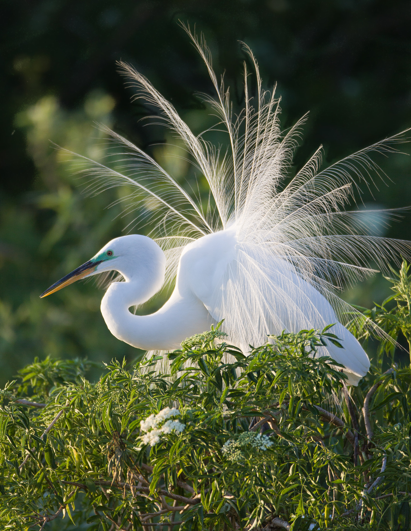 Canon EOS 50D + Canon EF 600mm f/4L IS sample photo. Great egret photography
