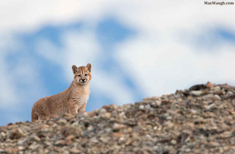 Canon EF 600mm F4L IS II USM sample photo. Wild puma cub photography