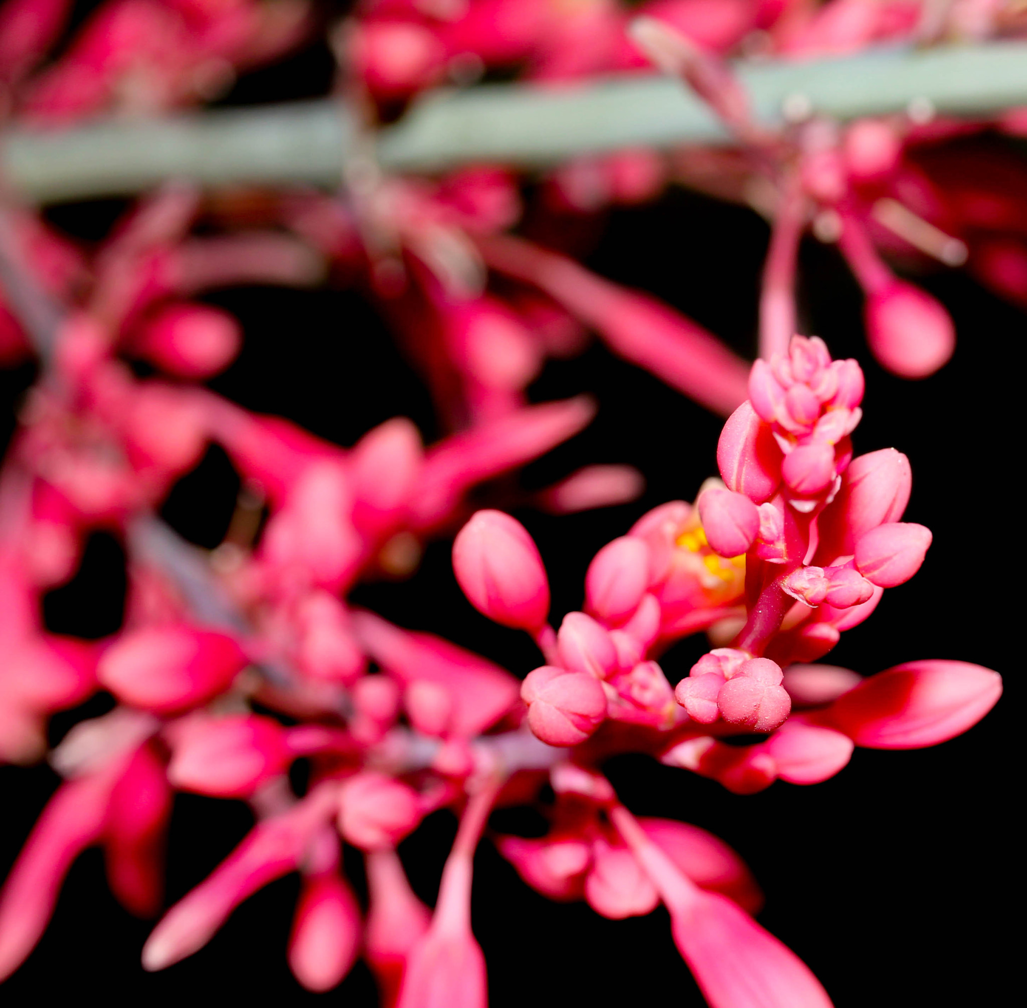 Canon EF-S 60mm F2.8 Macro USM sample photo