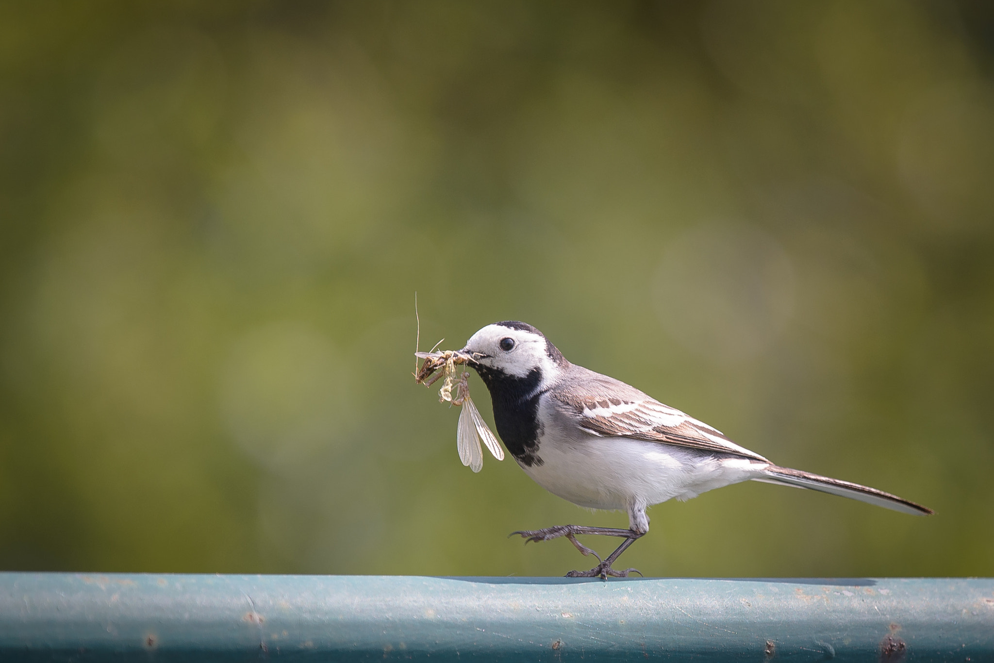 Nikon Nikkor AF-S 300mm F4E PF ED VR sample photo. Bergeronnette grise photography