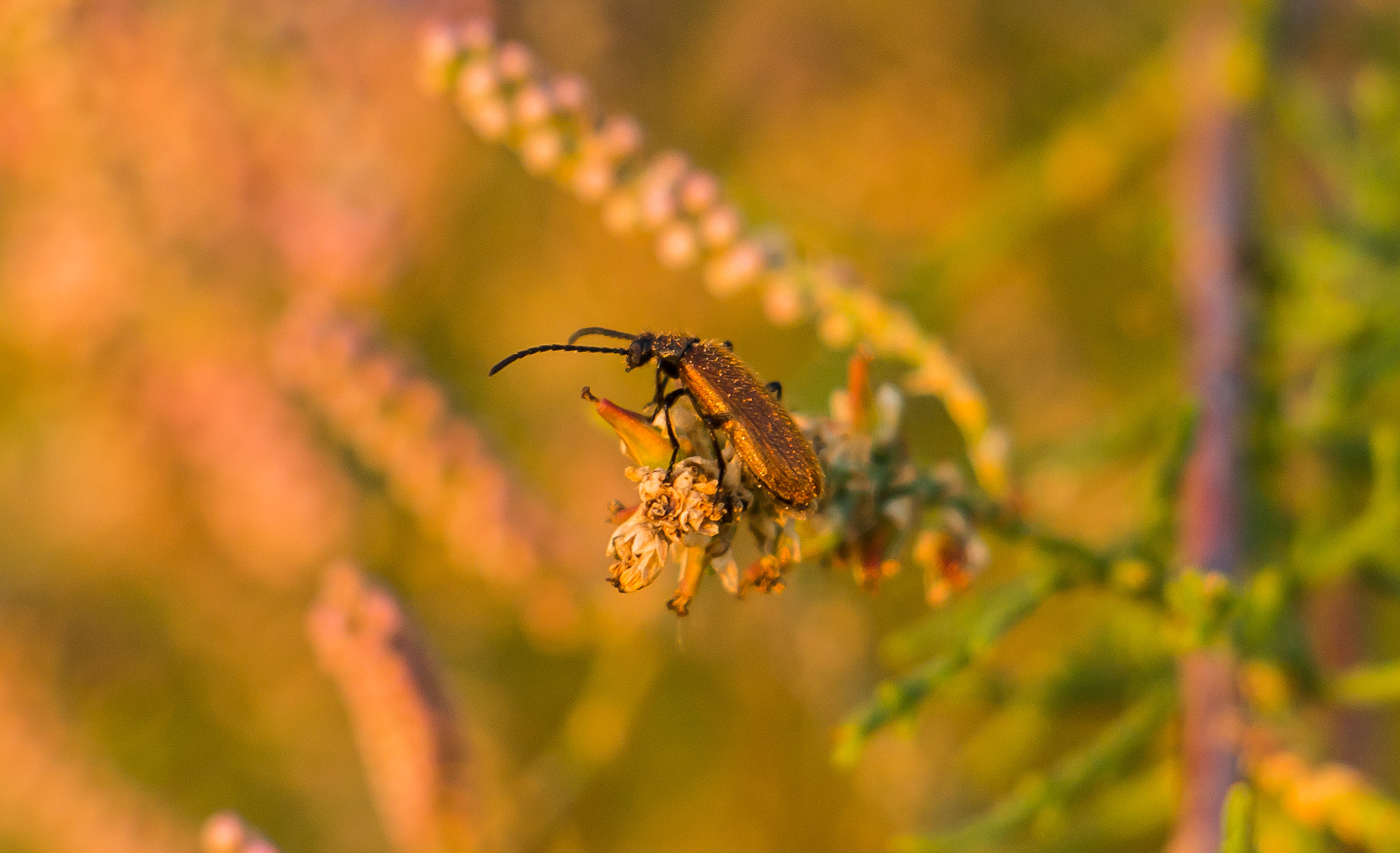 Canon EF-S 18-135mm F3.5-5.6 IS STM sample photo. Golden beetle photography