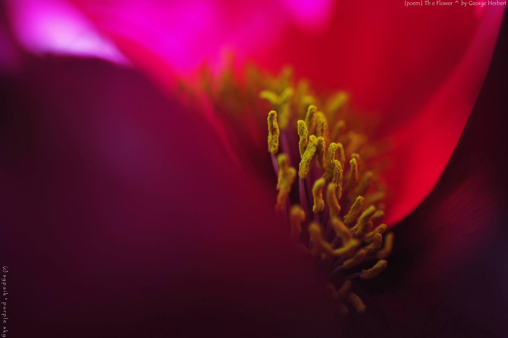 Nikon AF-S Micro-Nikkor 60mm F2.8G ED sample photo. The flower ii photography