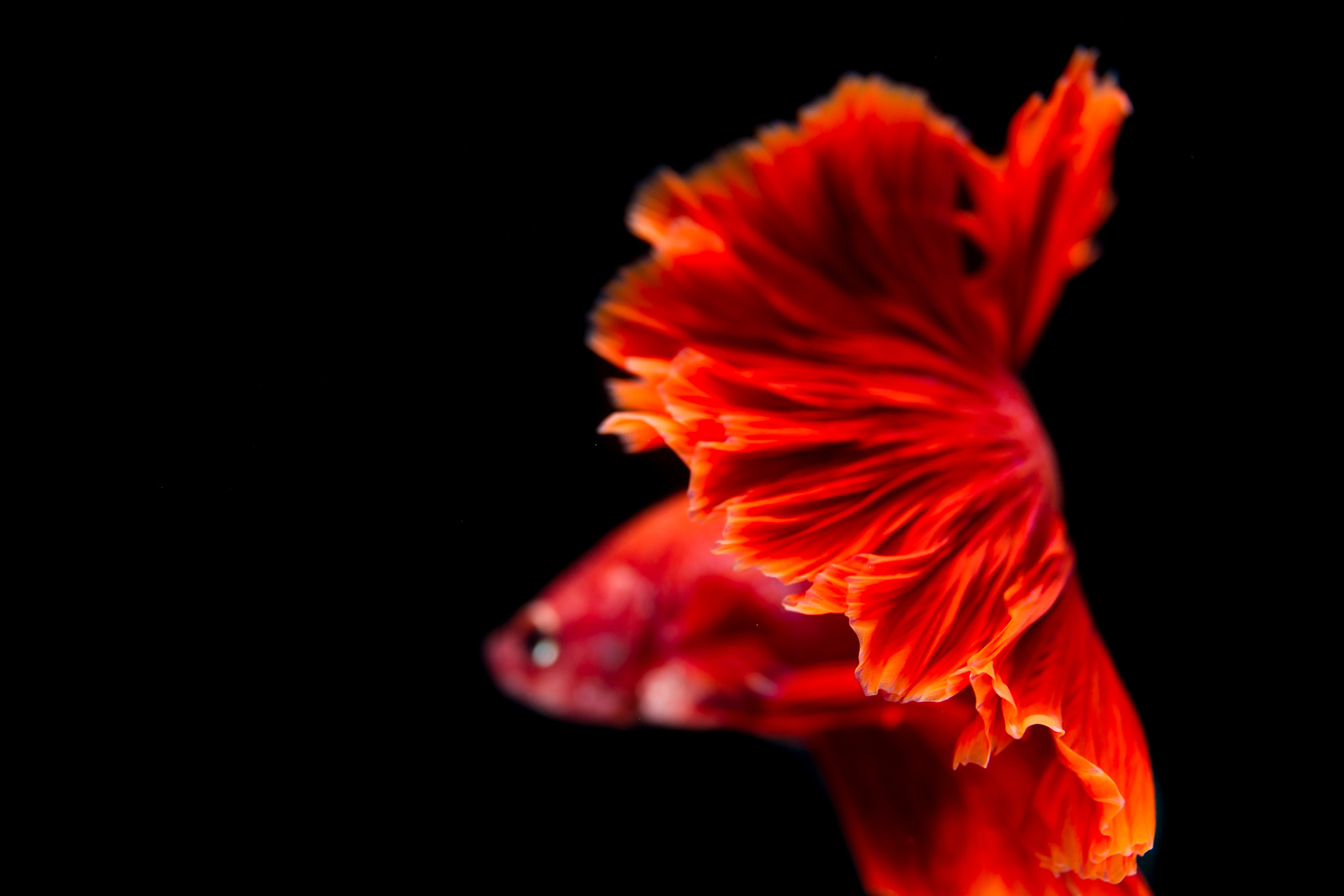 Canon EOS-1D Mark IV sample photo. Fighting fish photography