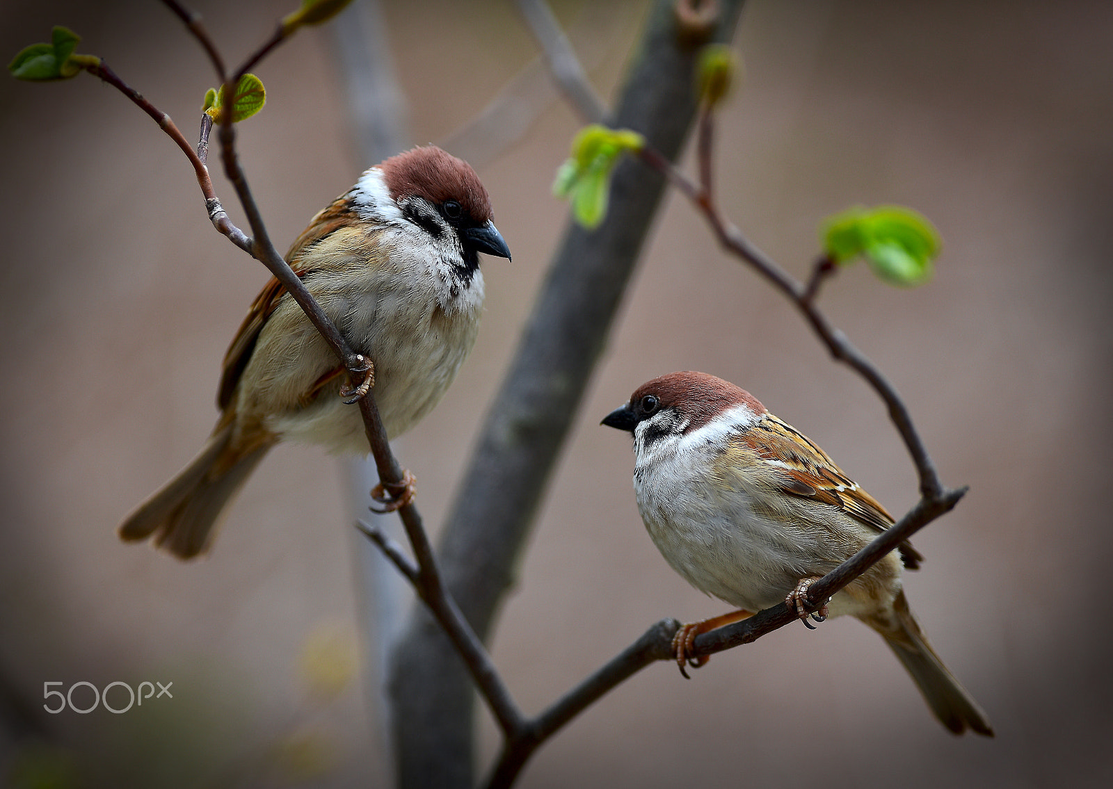 Nikon AF-S Nikkor 300mm F2.8G ED VR II sample photo. Conversation of sparrows photography