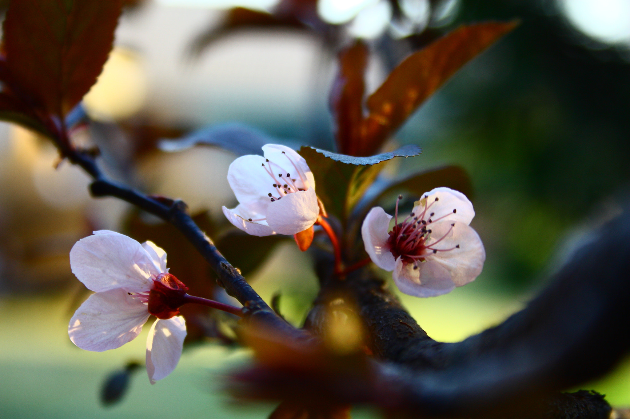Canon EF-S 18-55mm F3.5-5.6 sample photo. Spring photography