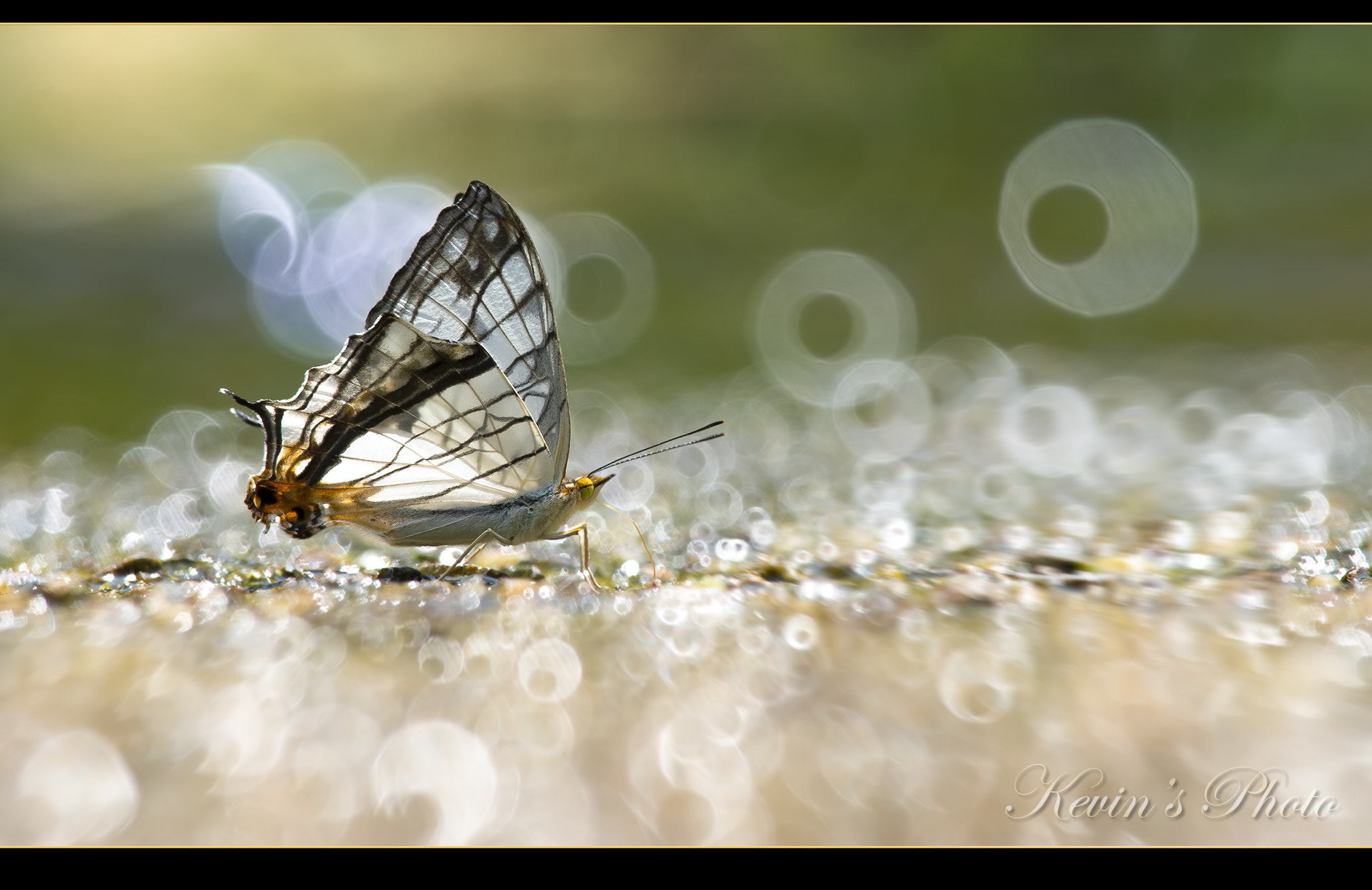 Nikon D4 + Nikon AF-S Nikkor 300mm F4D ED-IF sample photo. Butterfly in bubble photography