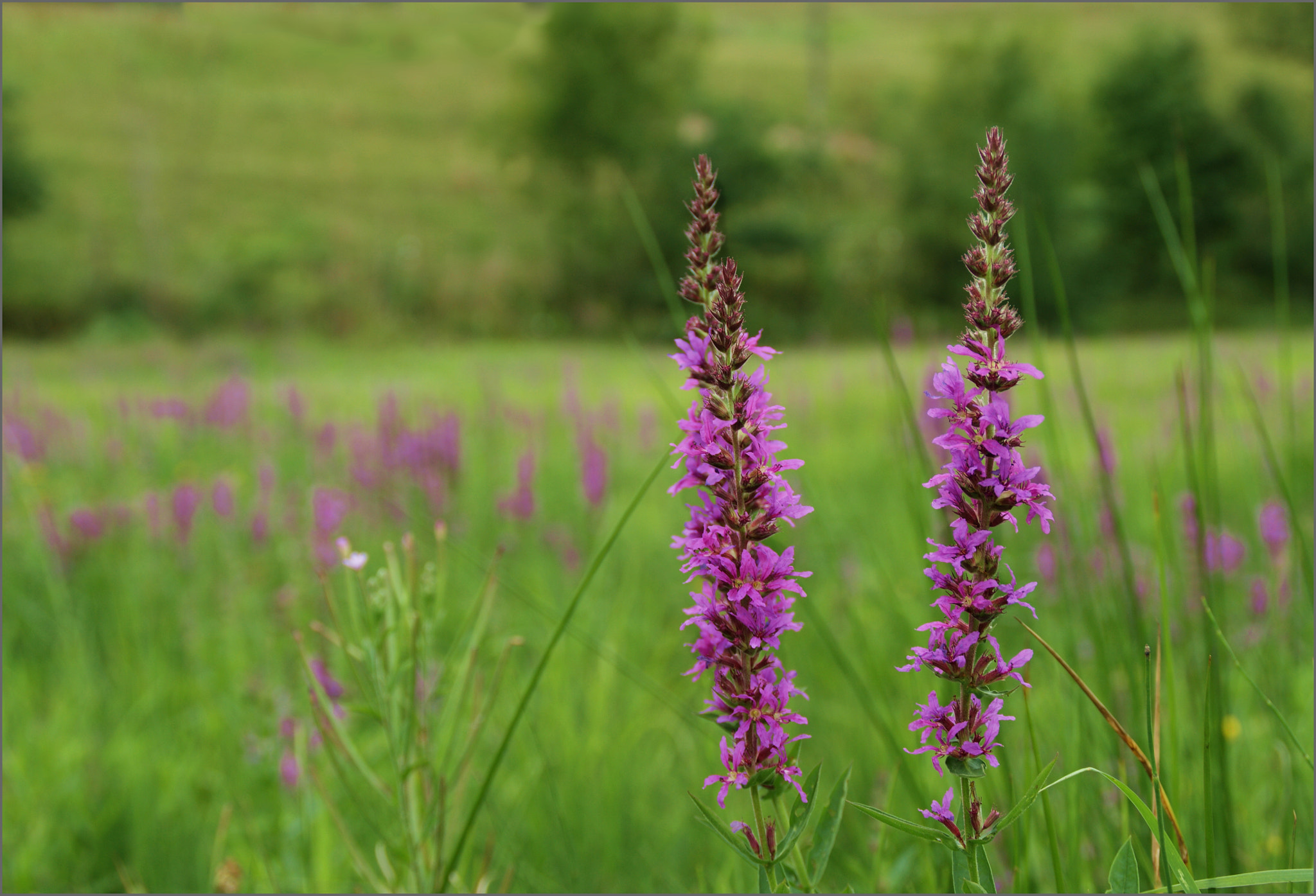 Sony Alpha DSLR-A290 sample photo. Blutweiderich photography