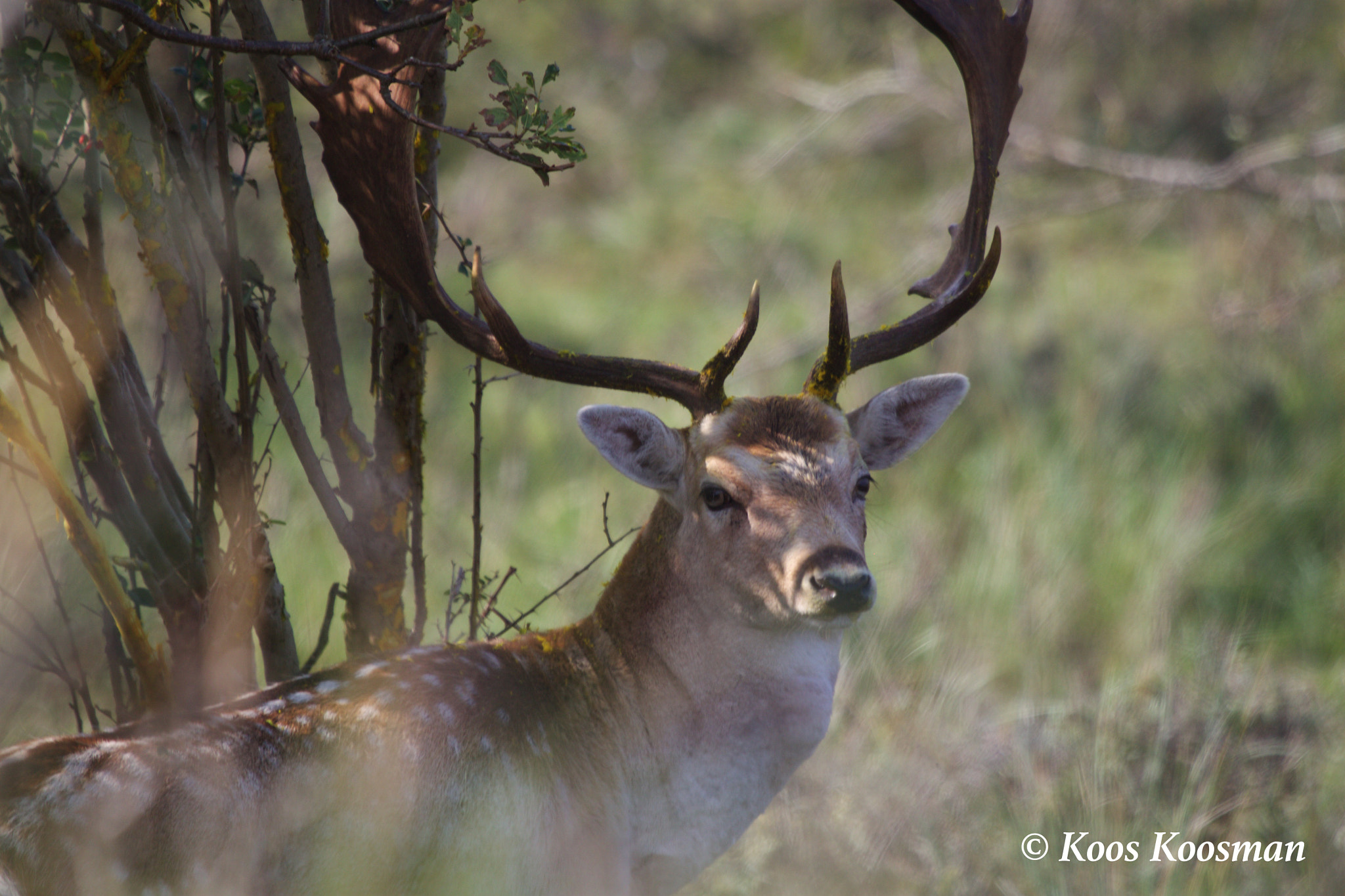 Canon EF 100-400mm F4.5-5.6L IS USM sample photo. Deer antler photography