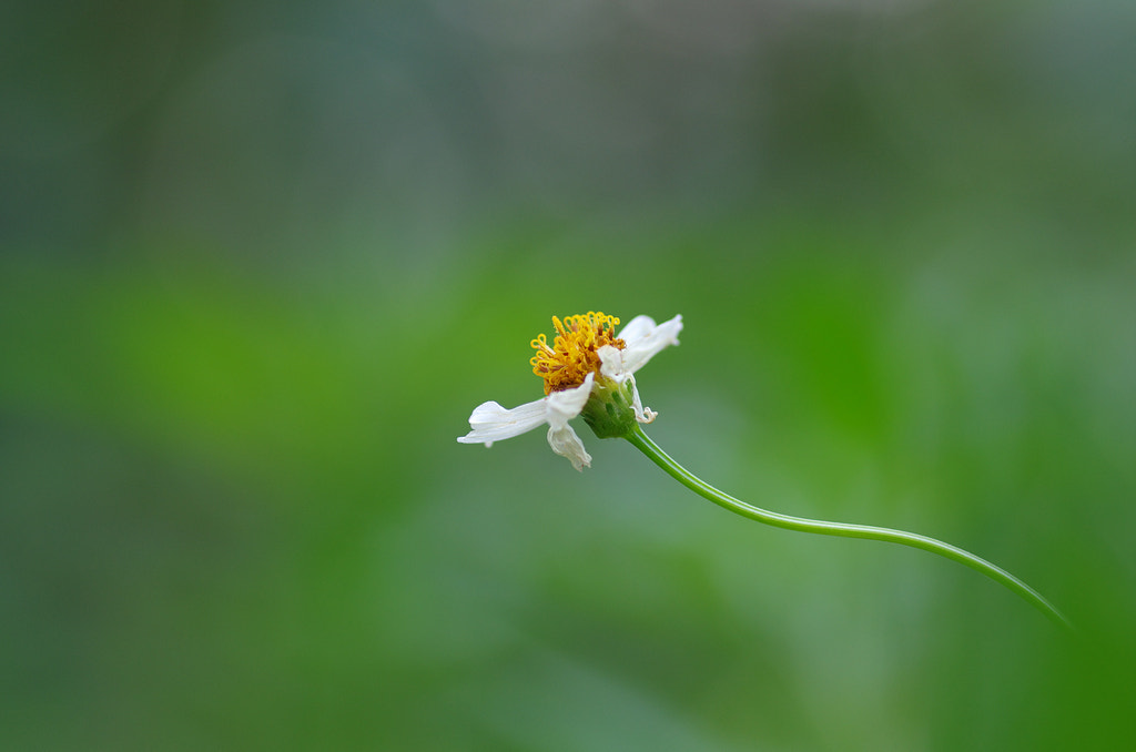 Pentax smc D-FA 100mm F2.8 macro sample photo. Flower photography