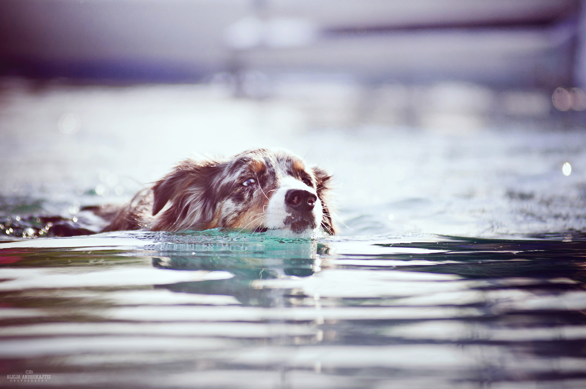 AF Zoom-Nikkor 80-200mm f/2.8 ED sample photo. Dog diving photography