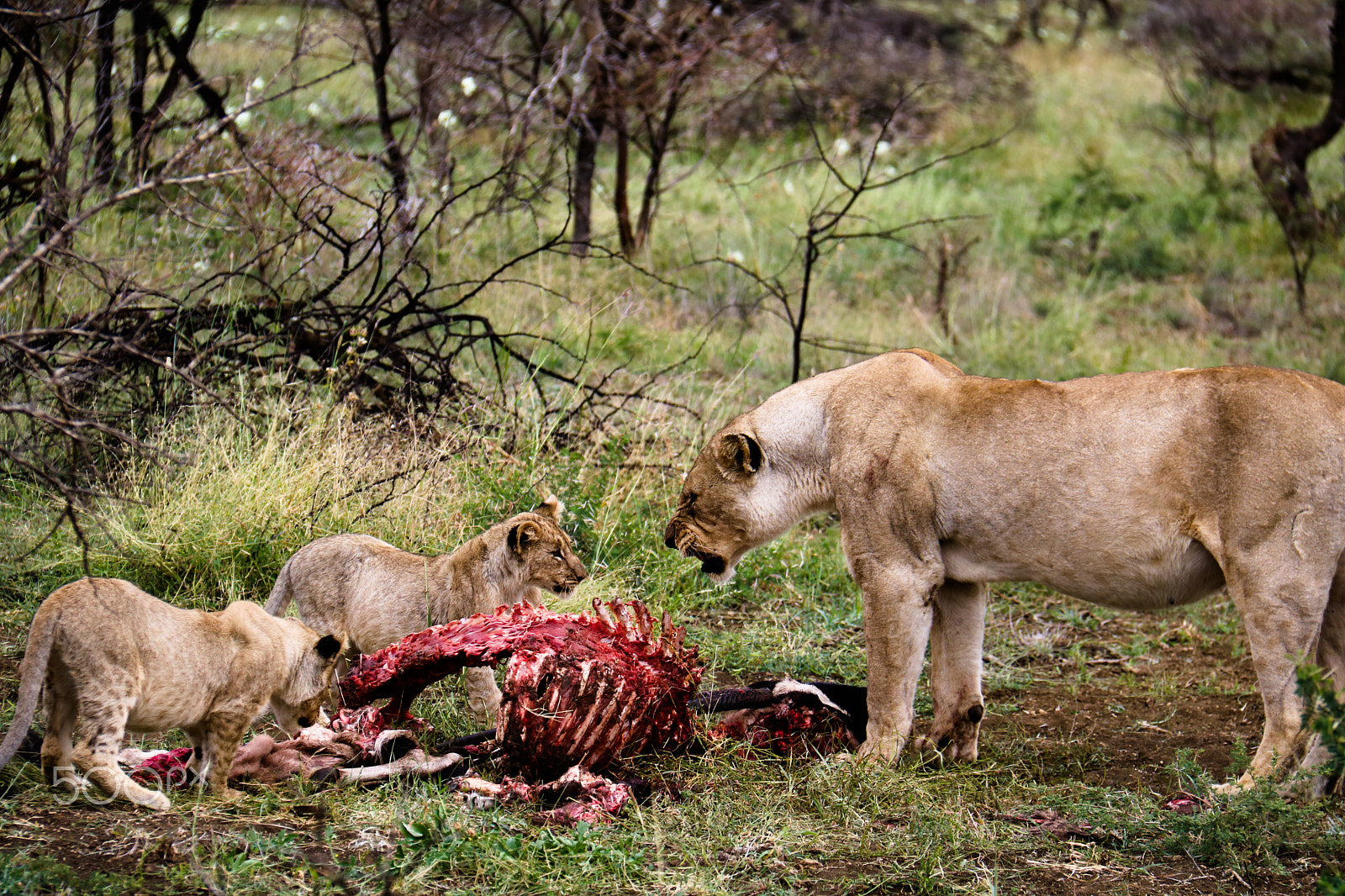 Canon EOS 750D (EOS Rebel T6i / EOS Kiss X8i) sample photo. Madikwe pictures photography