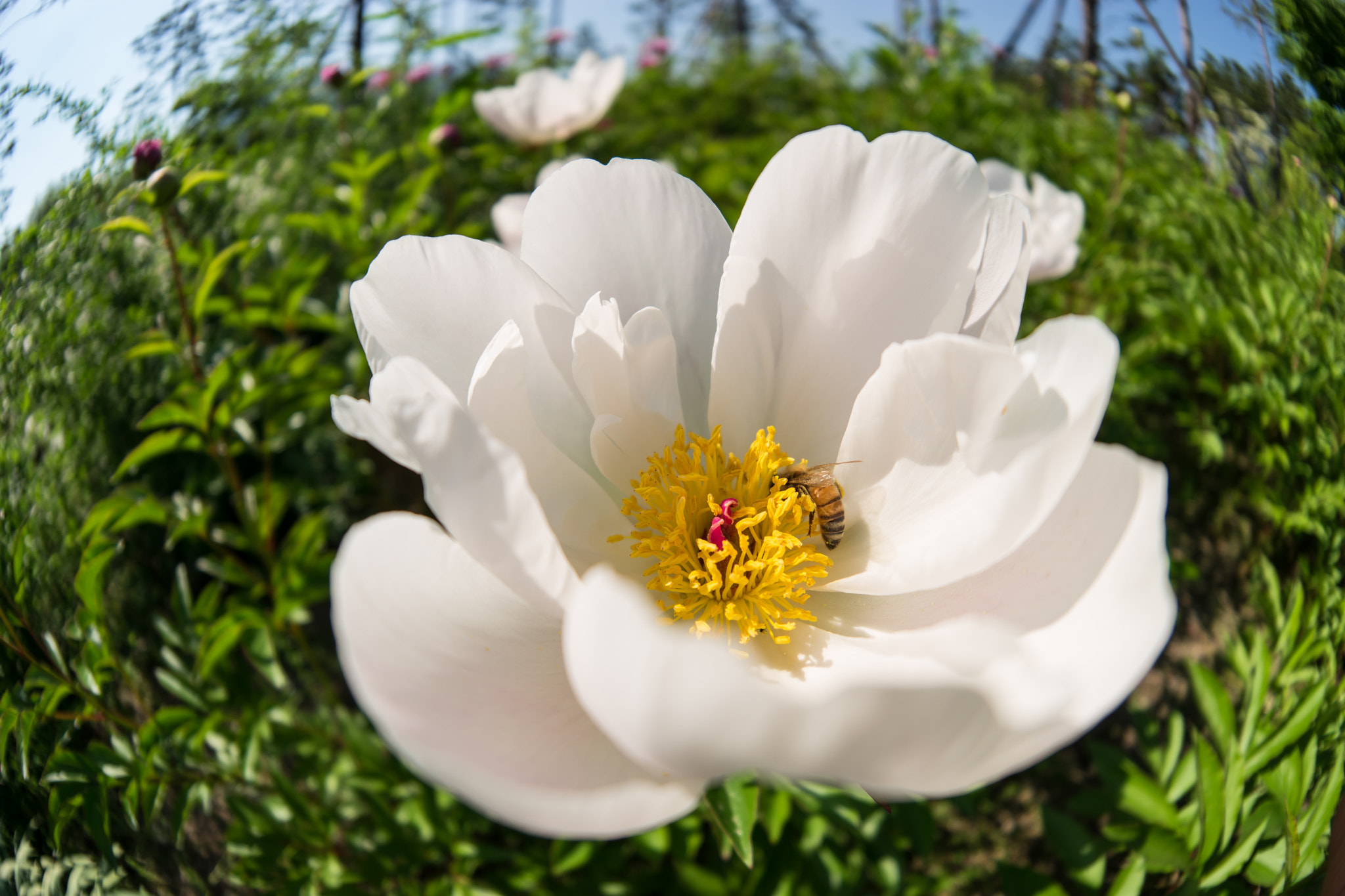 Samsung NX 10mm F3.5 Fisheye sample photo. Peonies photography