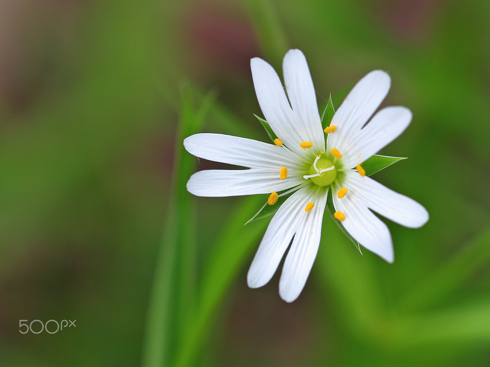 Canon EOS 100D (EOS Rebel SL1 / EOS Kiss X7) + Canon EF 100mm F2.8L Macro IS USM sample photo. Stellaria photography