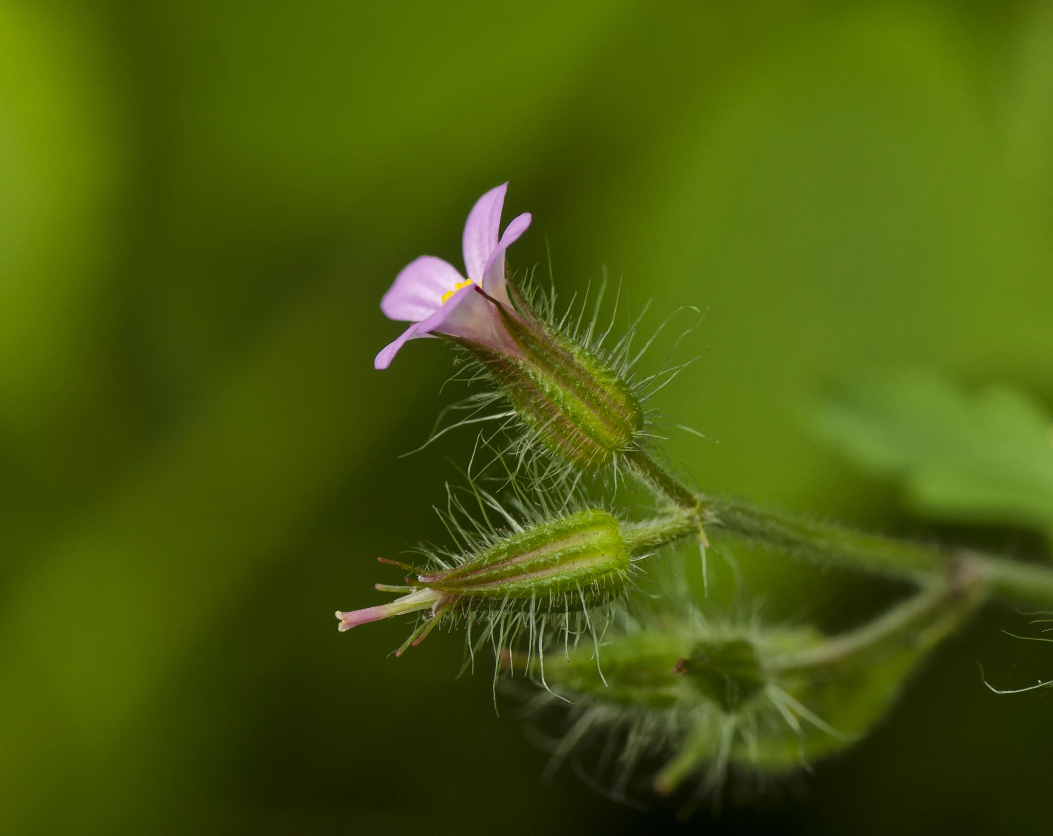 Tamron SP AF 90mm F2.8 Di Macro sample photo. Little flower photography