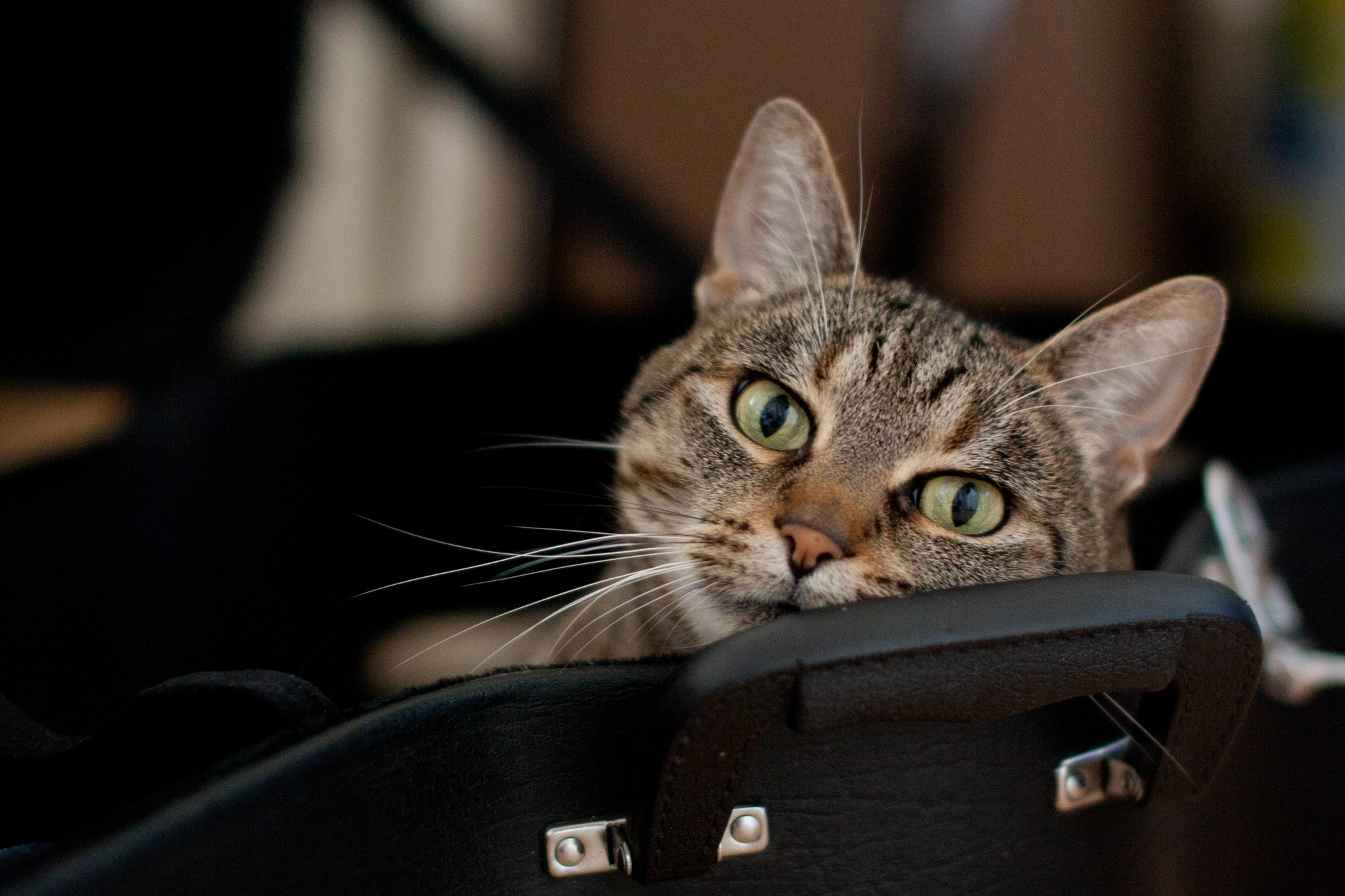 Sigma 50mm F1.4 EX DG HSM sample photo. Cat in guitarcase photography