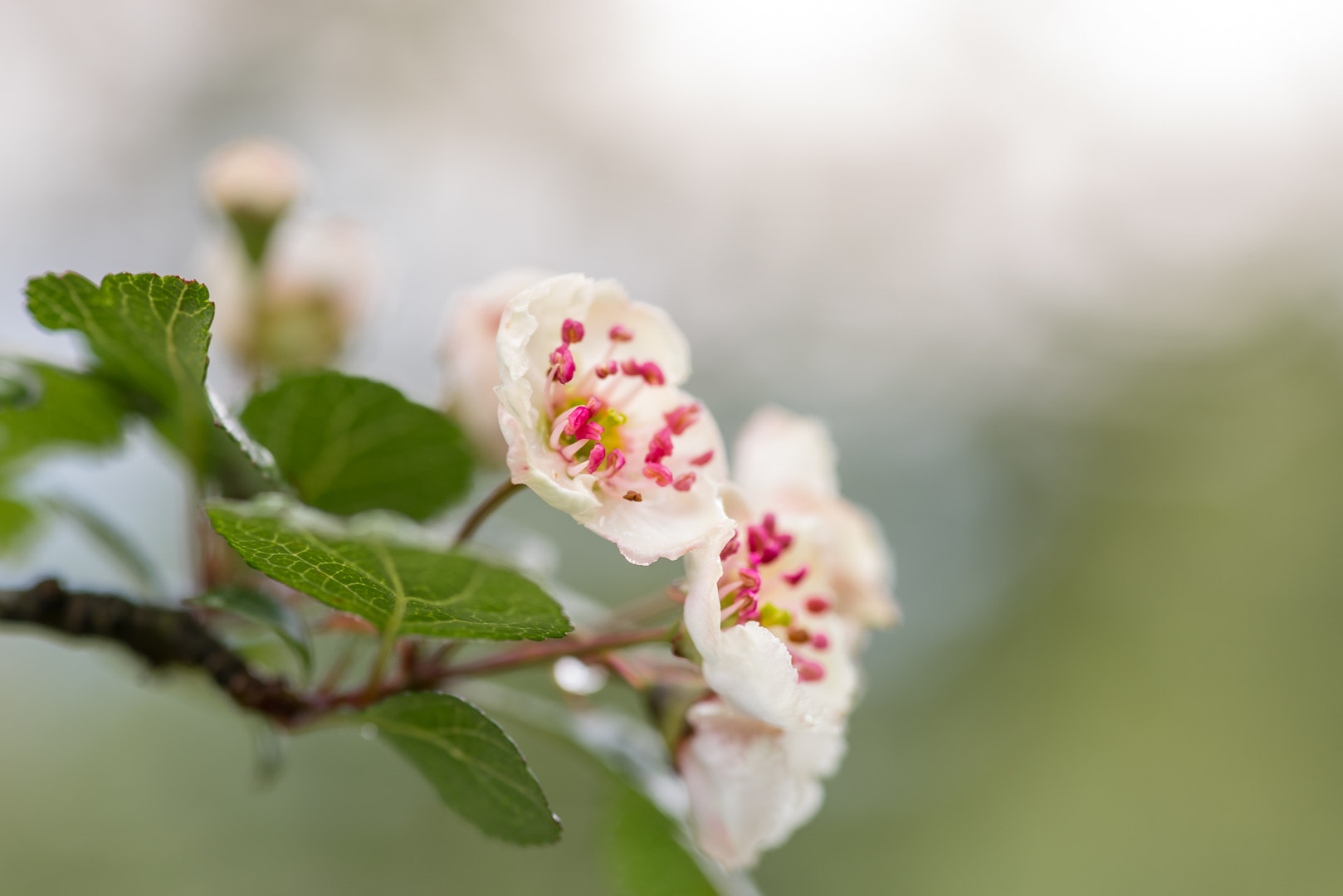 Pentax smc D-FA 100mm F2.8 macro sample photo. Beauty photography