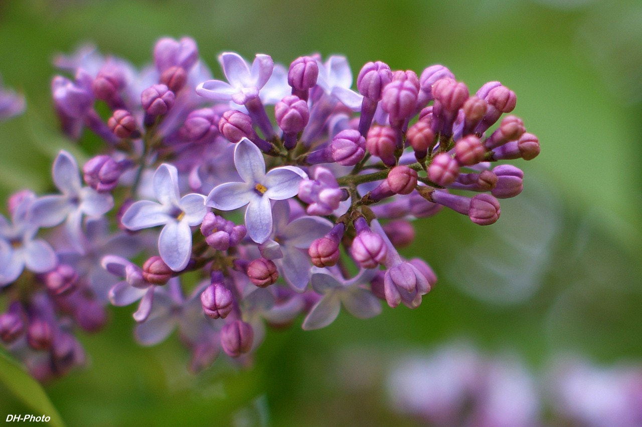 Sony Alpha DSLR-A300 sample photo. Lilac photography