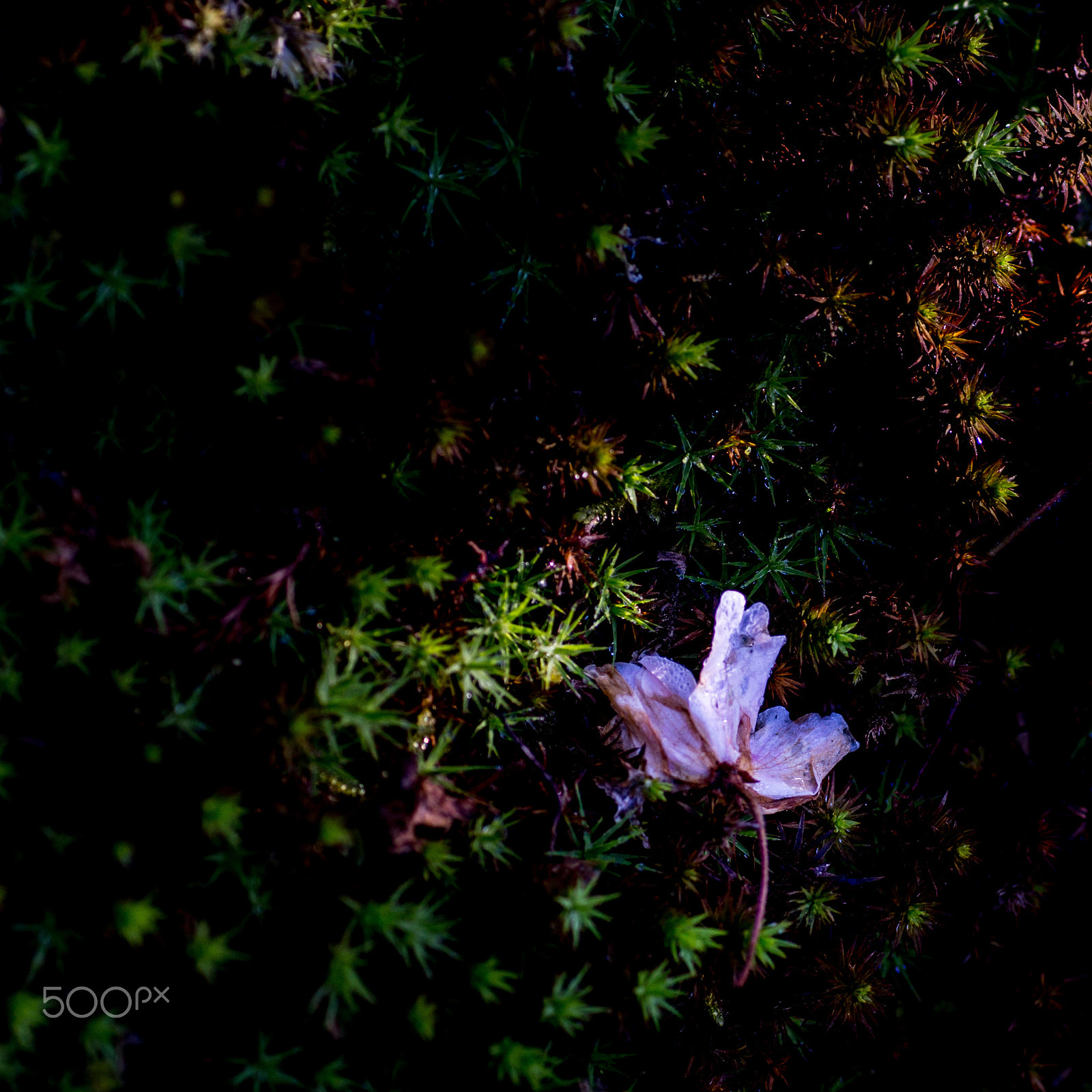 Sony SLT-A77 + Sigma 70mm F2.8 EX DG Macro sample photo. Lied blossom photography