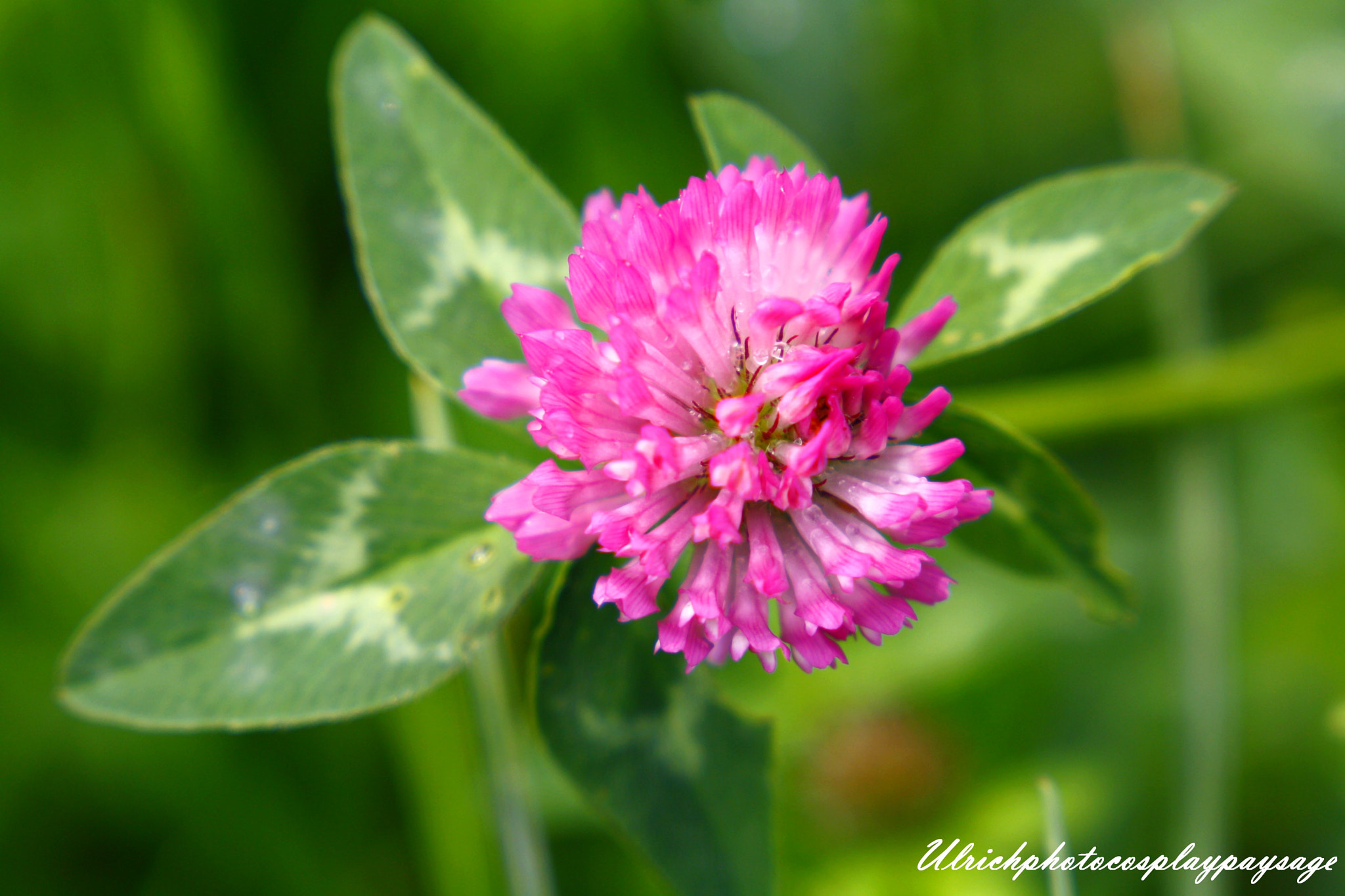Canon EF 24-105mm F3.5-5.6 IS STM sample photo. Fleur rose photography