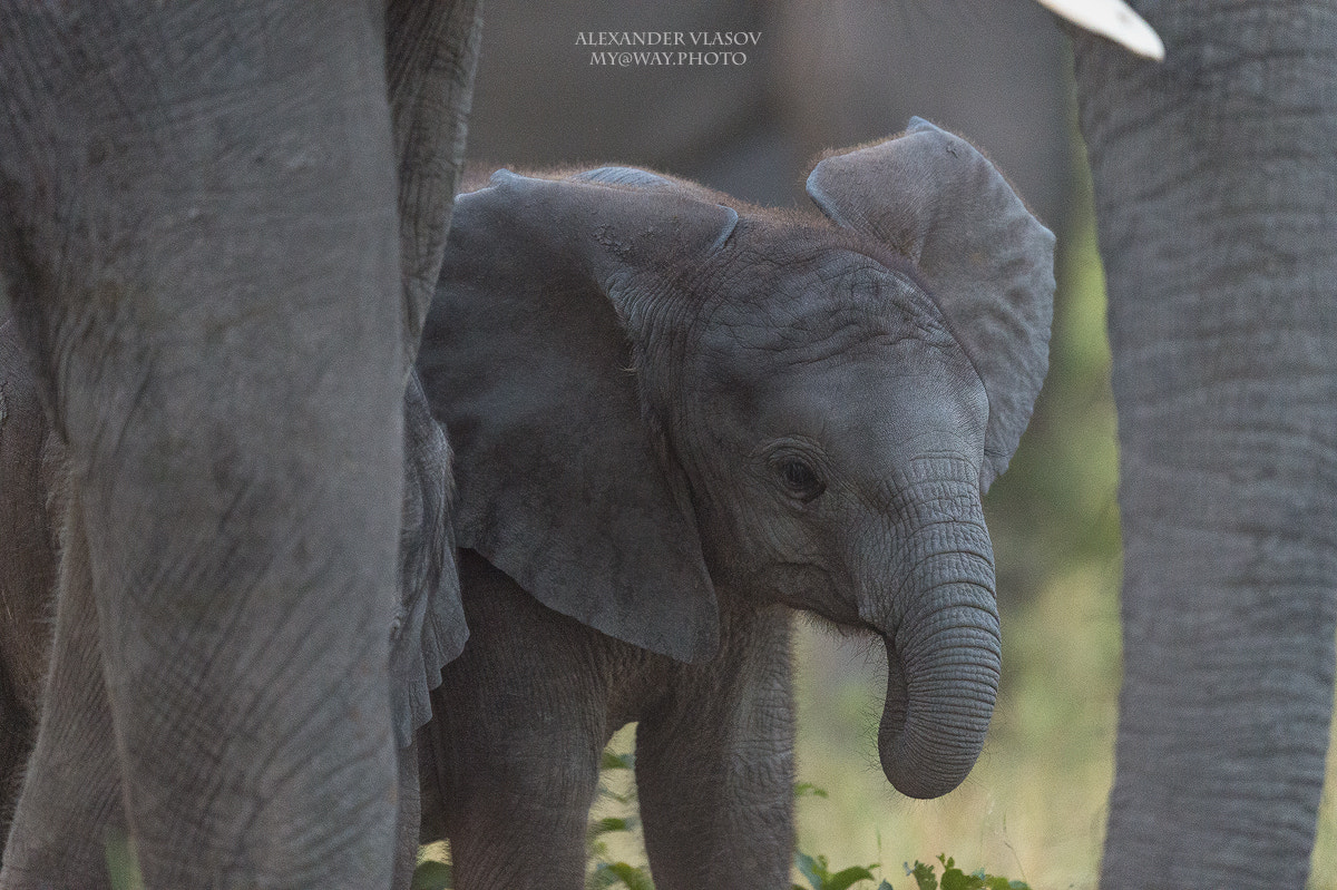 Nikon AF-S Nikkor 500mm F4E FL ED VR sample photo. Small and protected chobe park photography