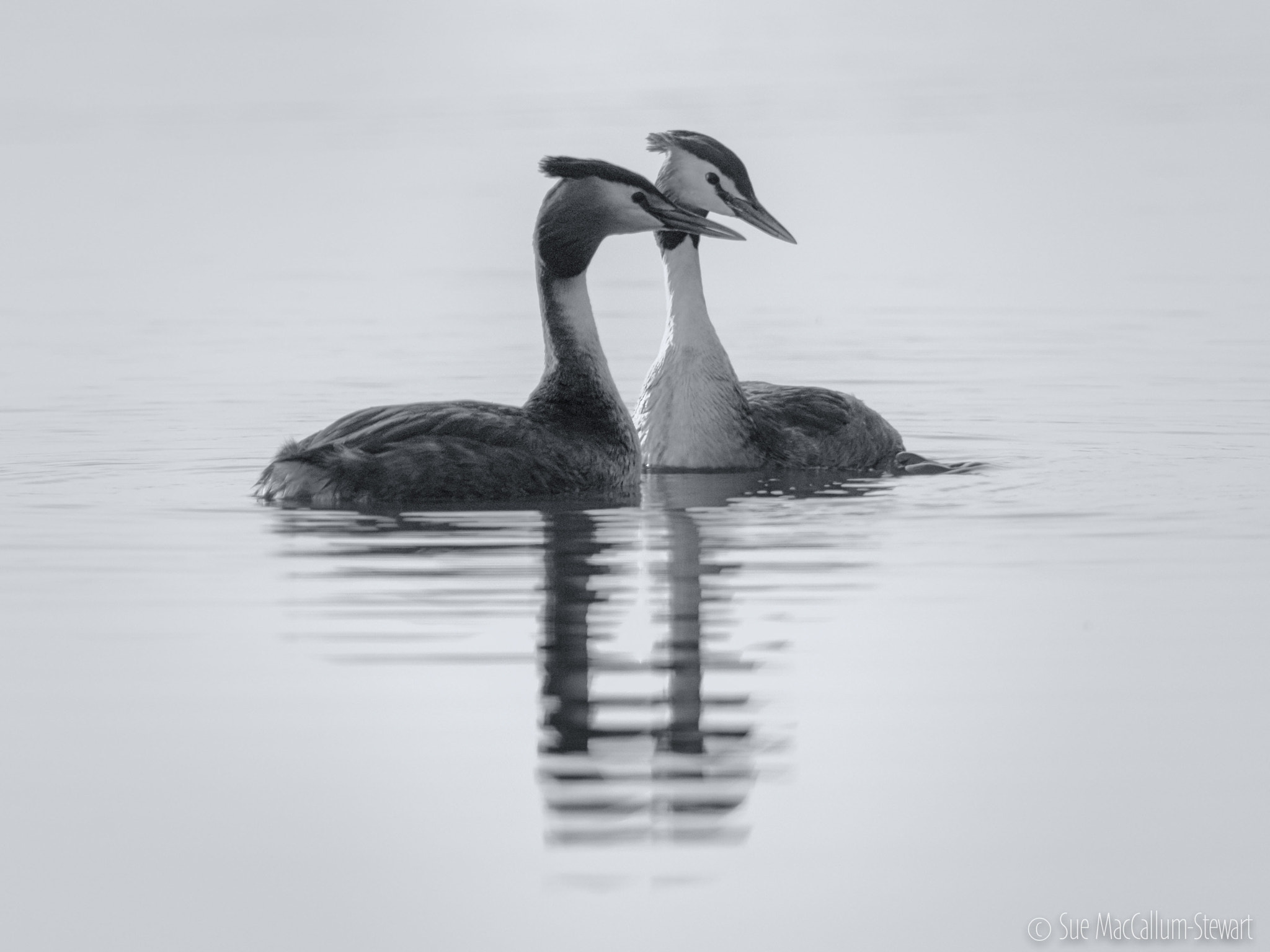 Olympus OM-D E-M1 sample photo. Grebes photography