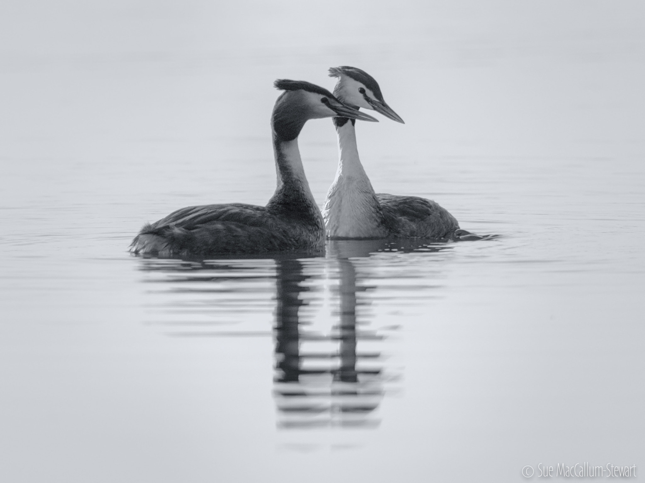 Olympus OM-D E-M1 + M.300mm F4.0 + MC-14 sample photo. Grebes photography