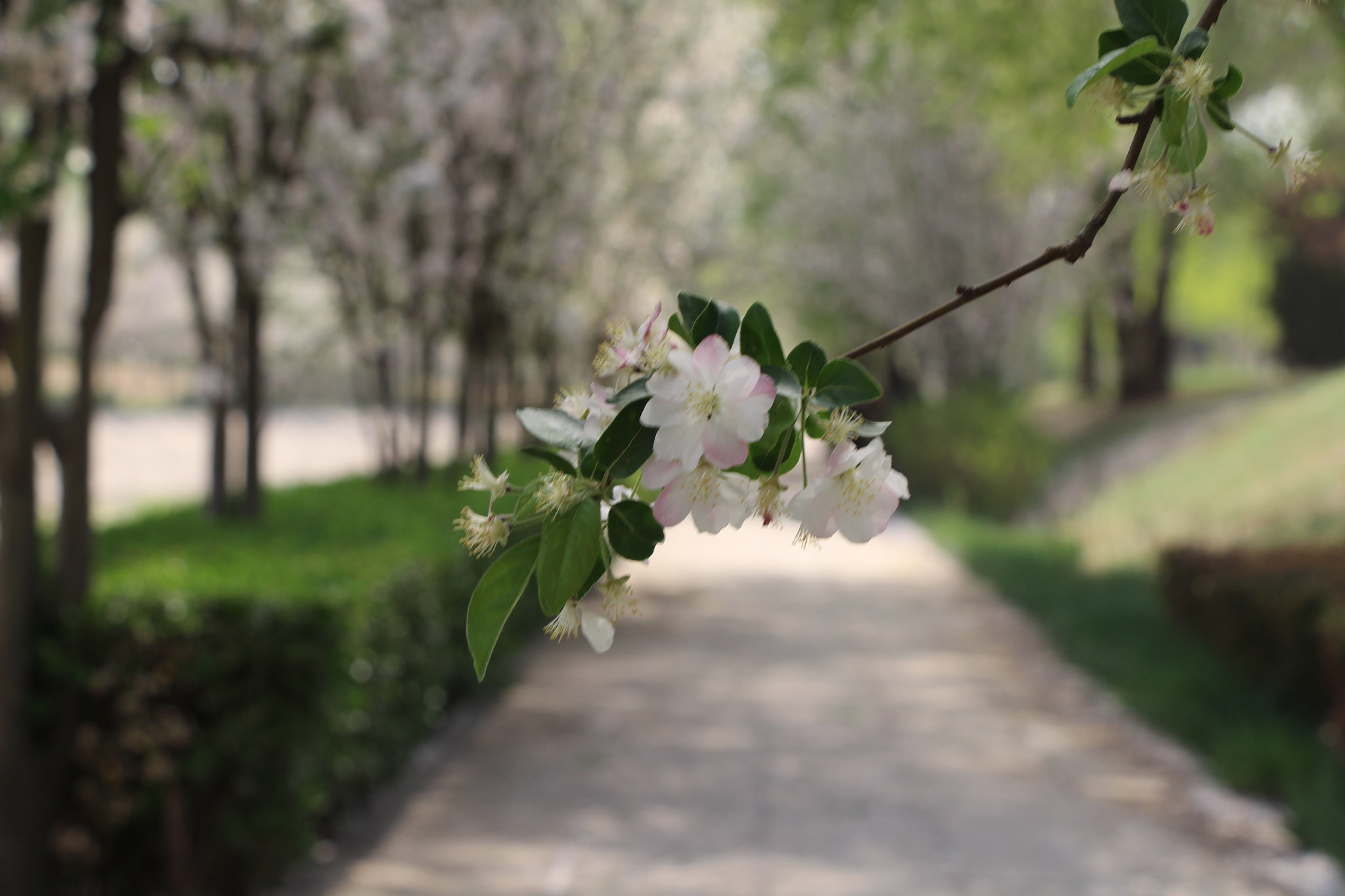 Canon EF 22-55mm f/4-5.6 USM sample photo. Capture of sakura photography
