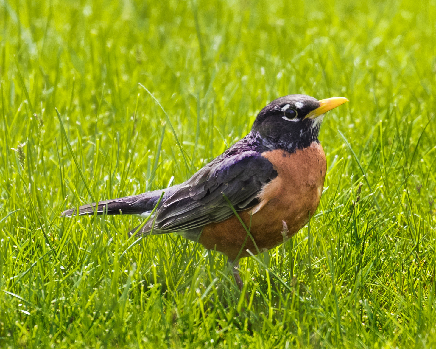 Canon EF 100-400mm F4.5-5.6L IS II USM sample photo. Mr robin photography