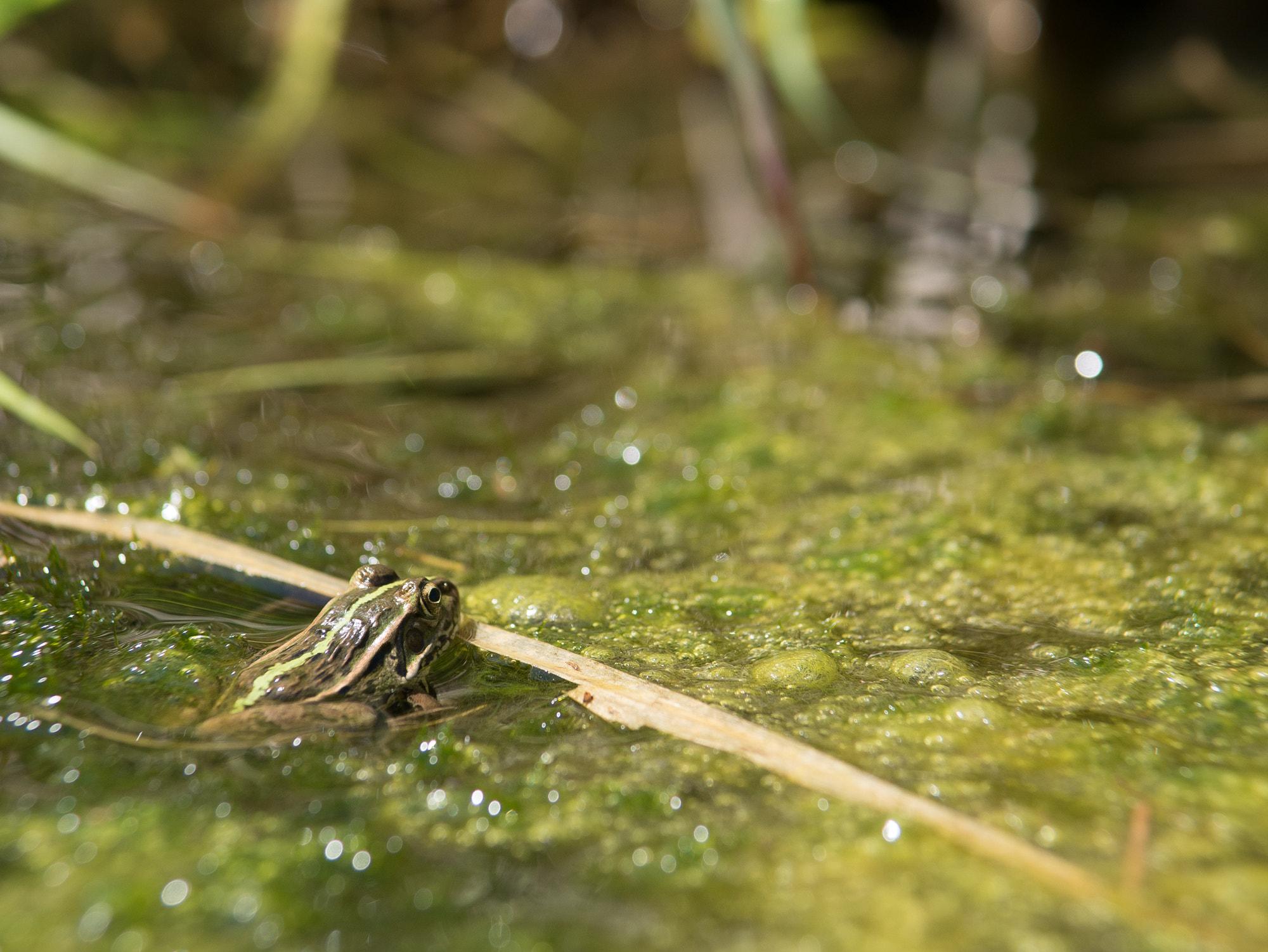 Panasonic Lumix G 42.5mm F1.7 ASPH Power OIS sample photo. What are you looking at? photography