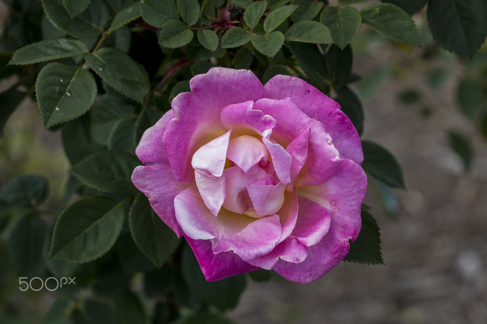 Canon EF 100mm F2.8L Macro IS USM sample photo. Pink rose photography