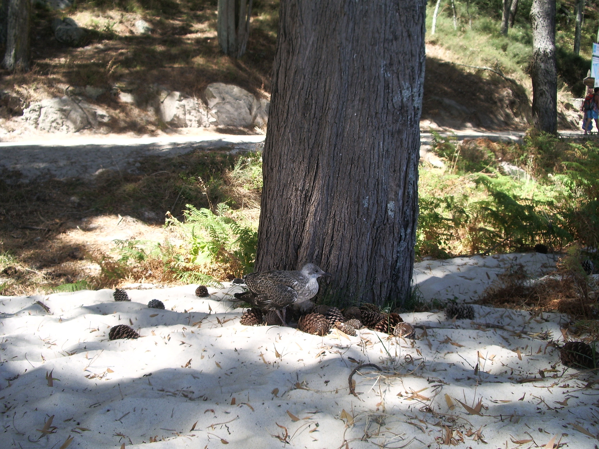 Pentax OPTIO S50 sample photo. Islas cies.vigo. photography