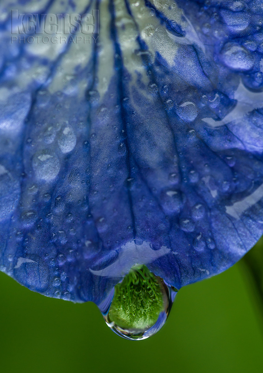 Pentax smc D-FA 100mm F2.8 Macro WR sample photo. Anticipation photography