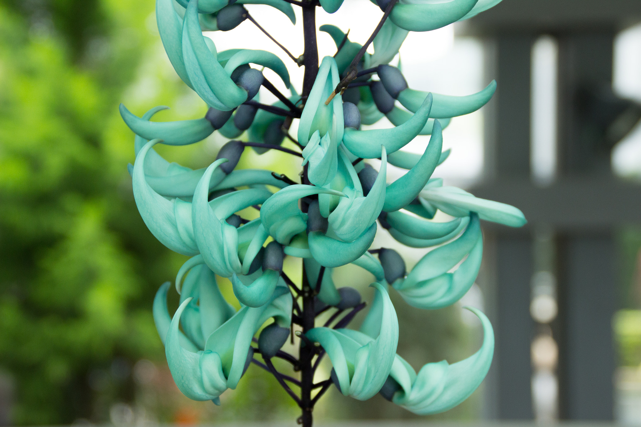 Canon EOS 600D (Rebel EOS T3i / EOS Kiss X5) sample photo. Jade vine photography