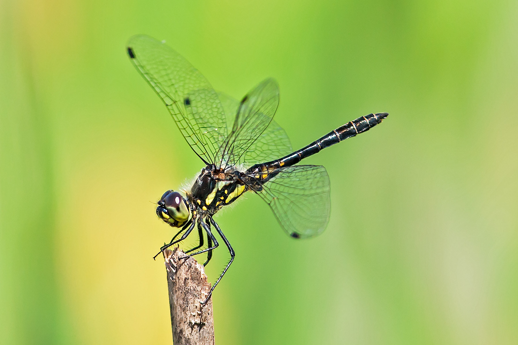 Canon EF 300mm F4L IS USM sample photo. Sympetrum danae photography