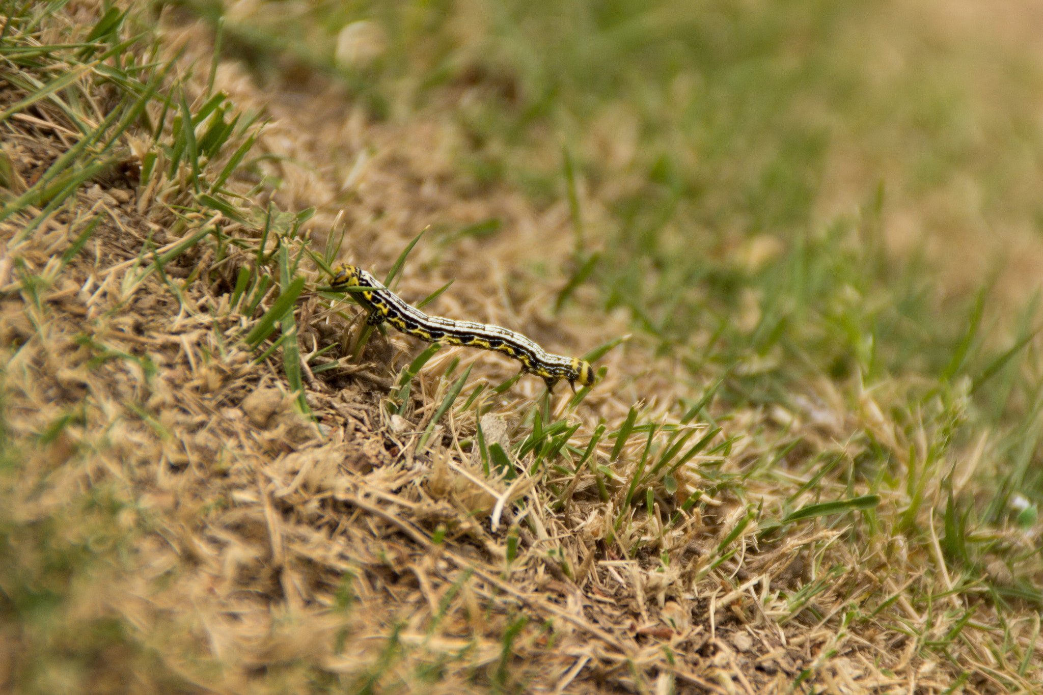 Canon EOS 600D (Rebel EOS T3i / EOS Kiss X5) sample photo. A caterpillar photography