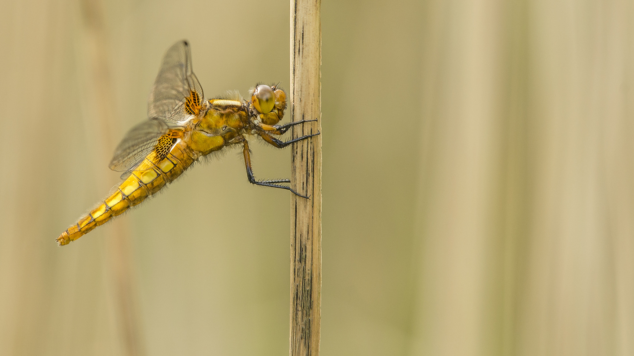 Nikon D600 + Nikon Nikkor AF-S 300mm F4E PF ED VR sample photo. Broad-bodied chaser in the wind photography