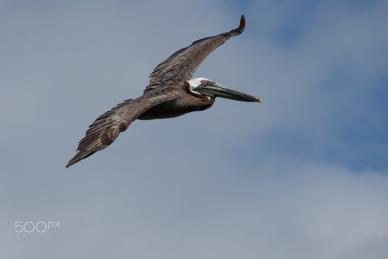 Canon EF 100-400mm F4.5-5.6L IS USM sample photo. Bruine pelikaan ,pelecanus occidentalis photography