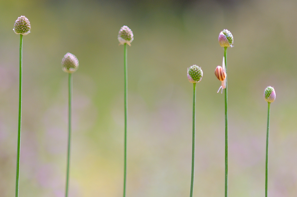 AF DC-Nikkor 135mm f/2D sample photo. Snail iiiii new version photography
